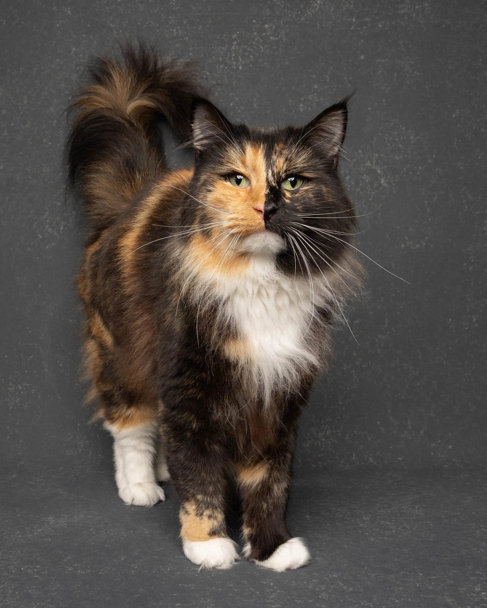 Professional portrait of a tortoise shell Maine Coon cat at Felis Britannica Cat Show, captured by UK animal photographer Chris Knight of Knightpics Photography. Award-winning pedigree cat photographed in a live show environment.