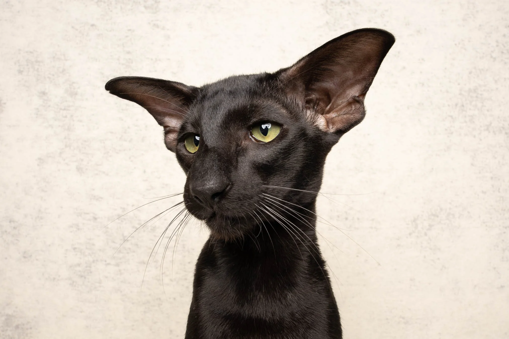 Professional portrait of a black Oriental Shorthair cat at Felis Britannica Cat Show, captured by UK animal photographer Chris Knight of Knightpics Photography. Award-winning pedigree cat photographed in a live show environment.