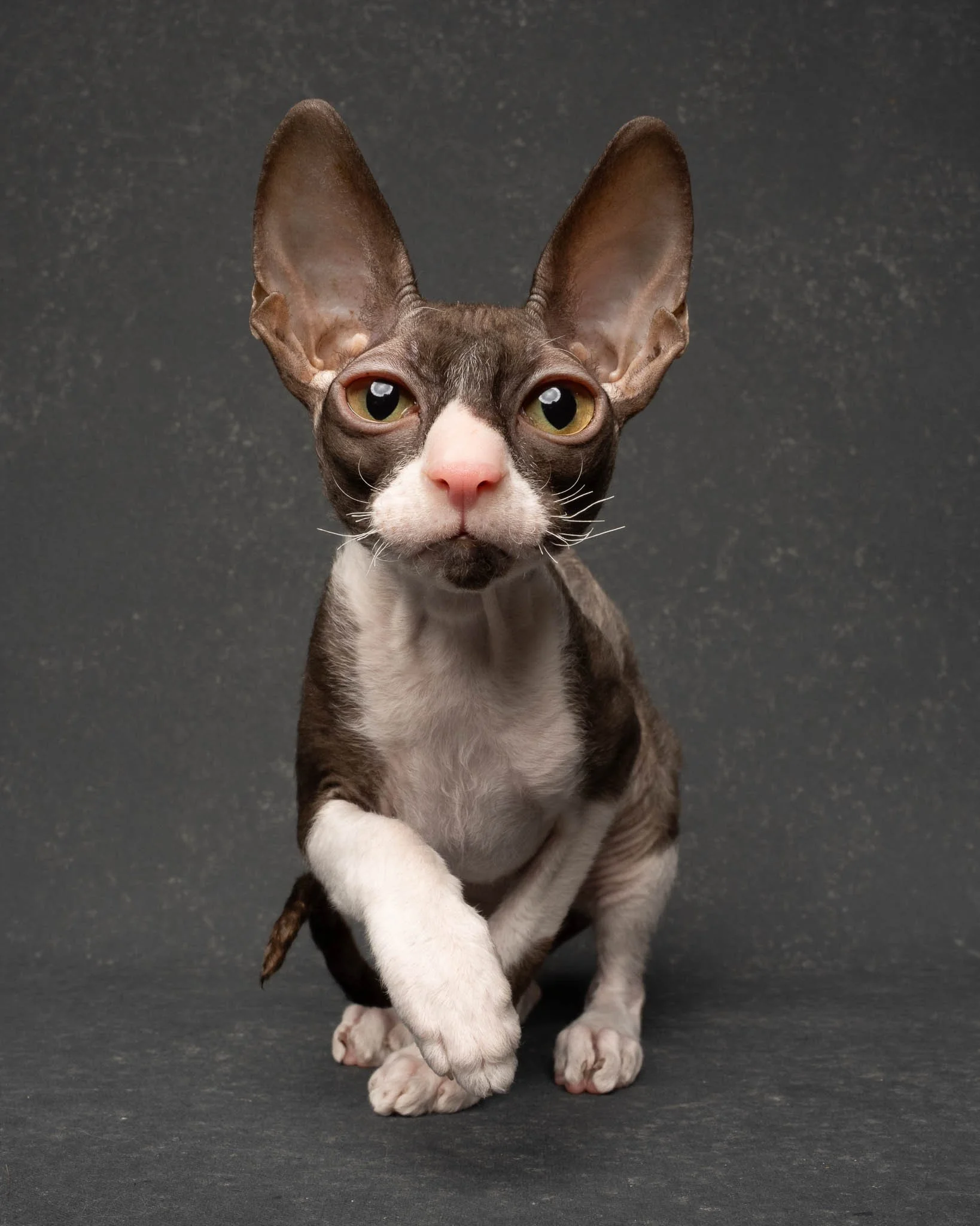 Professional portrait of a Cornish Rex cat at Felis Britannica Cat Show, captured by UK animal photographer Chris Knight of Knightpics Photography. Award-winning pedigree cat photographed in a live show environment.