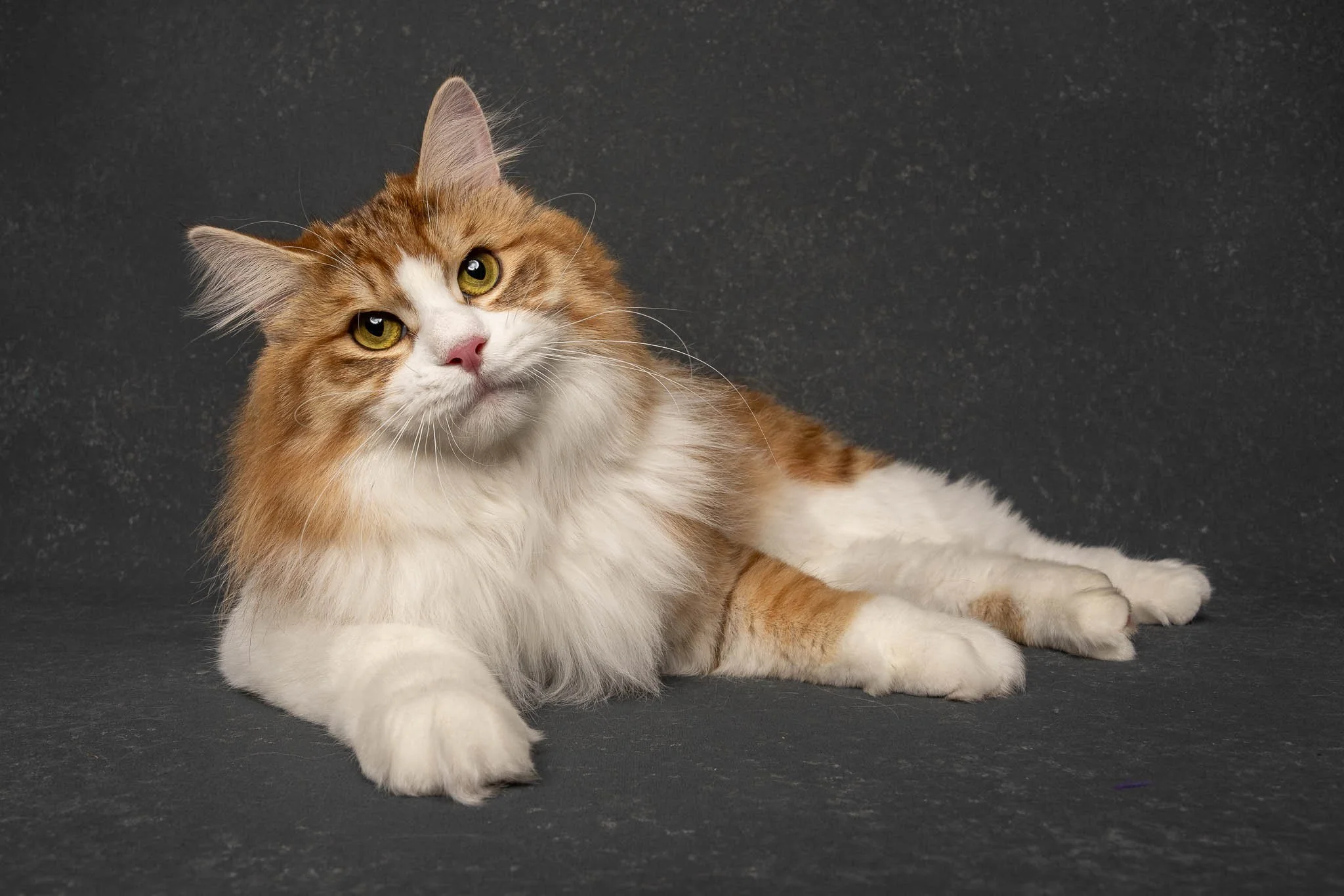 Professional portrait of a Norwegian Forest cat at Felis Britannica Cat Show, captured by UK animal photographer Chris Knight of Knightpics Photography. Award-winning pedigree cat photographed in a live show environment.
