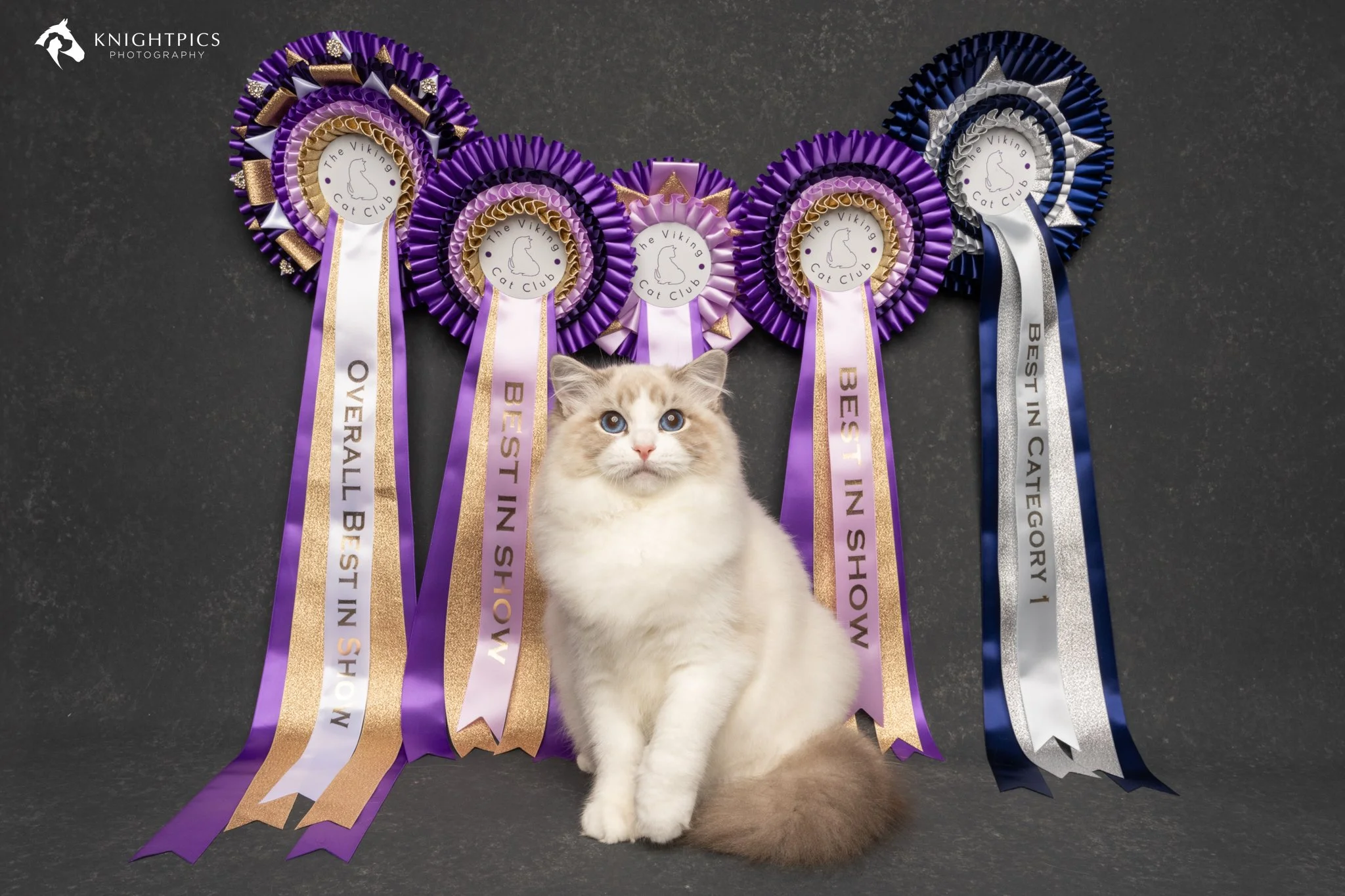 Viking Cat Show 6.9.2614022.jpg