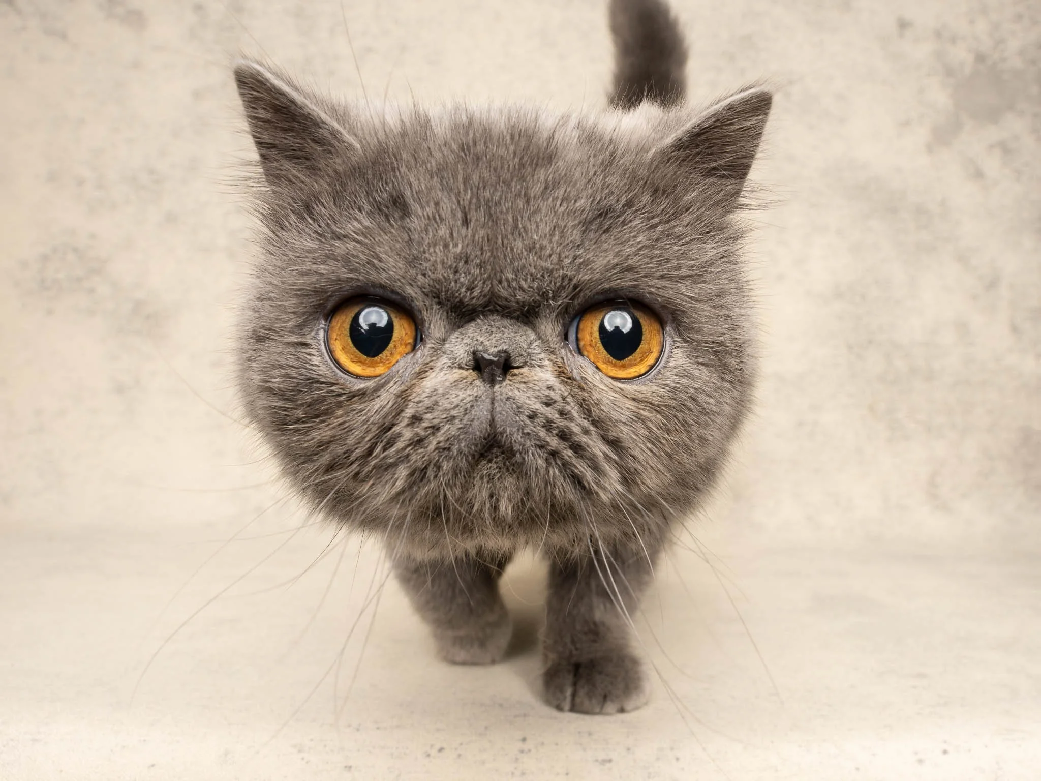 Professional portrait of a Exotic Shorthair cat at Felis Britannica Cat Show, captured by UK animal photographer Chris Knight of Knightpics Photography. Award-winning pedigree cat photographed in a live show environment.
