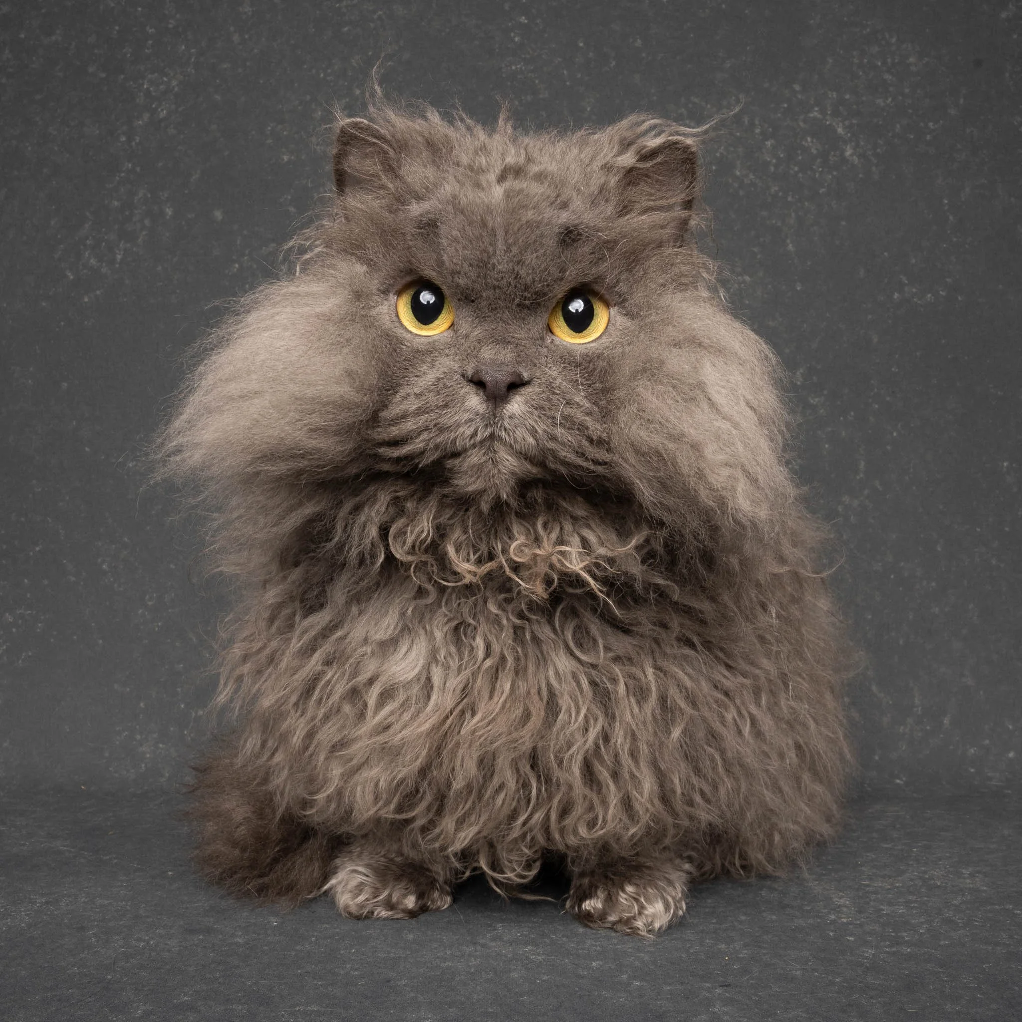 Professional portrait of a Selkirk Rex cat at Felis Britannica Cat Show, captured by UK animal photographer Chris Knight of Knightpics Photography. Award-winning pedigree cat photographed in a live show environment.
