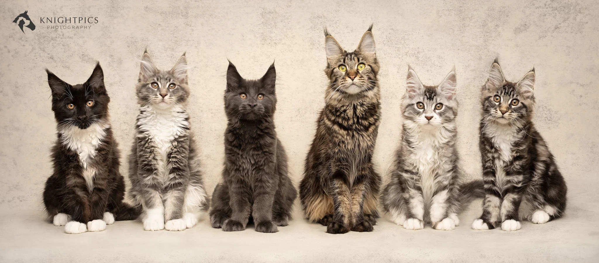 Creative studio portrait of a litter of Maine Coon kittens and their mum all sat in a line against a cream textured backdrop, showcasing KnightPics Photography’s skill in creating fine art cat portraits with careful attention to lighting, styling, an
