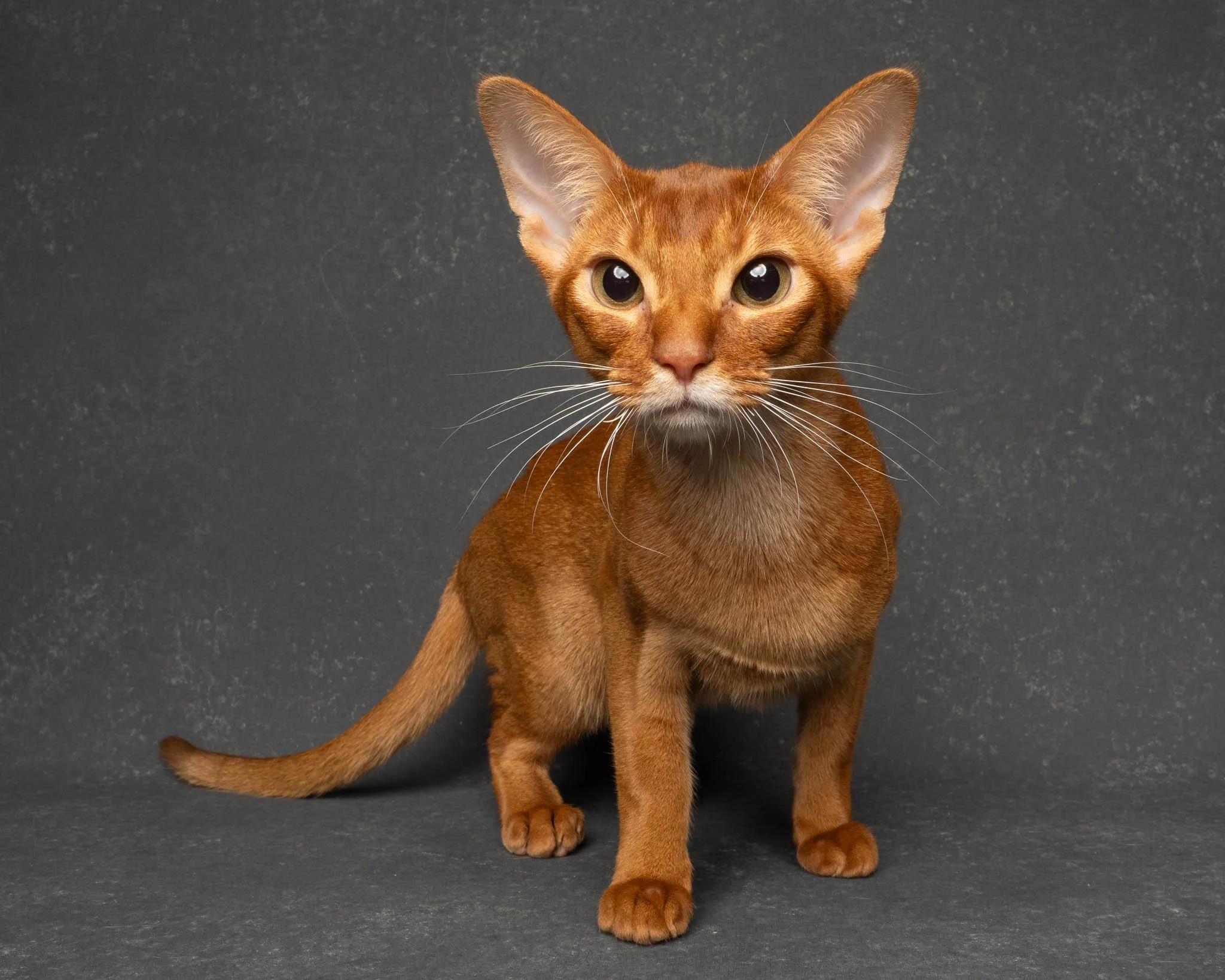 Professional portrait of an Abyssinian cat at Felis Britannica Cat Show, captured by UK animal photographer Chris Knight of Knightpics Photography. Award-winning pedigree cat photographed in a live show environment.