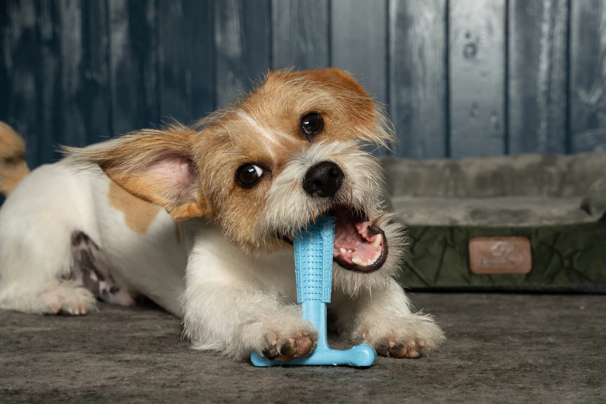 Lifestyle product photography of a small terrier enjoying a blue Bamboodles chew toy outdoors, combining natural animal behaviour with clear product visibility for pet brand marketing.