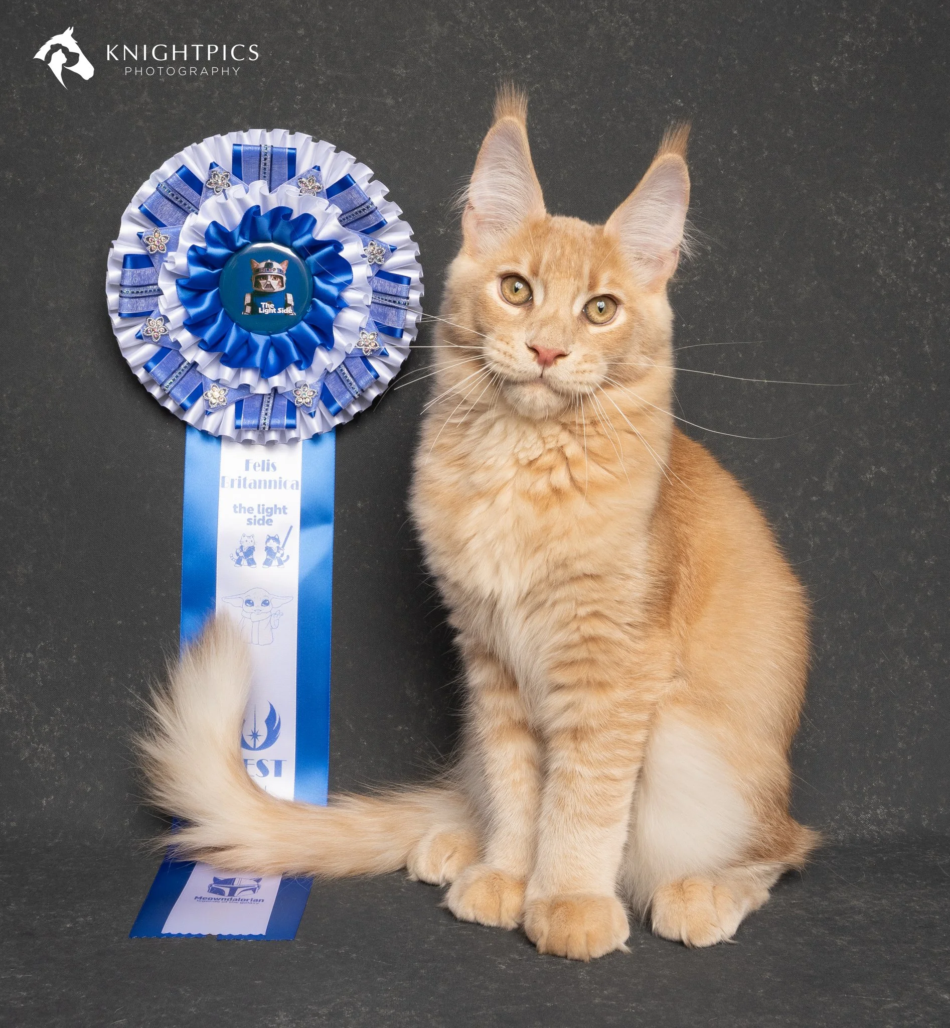 Meowdalorian Cat Show 9.5.2613081-2.jpg