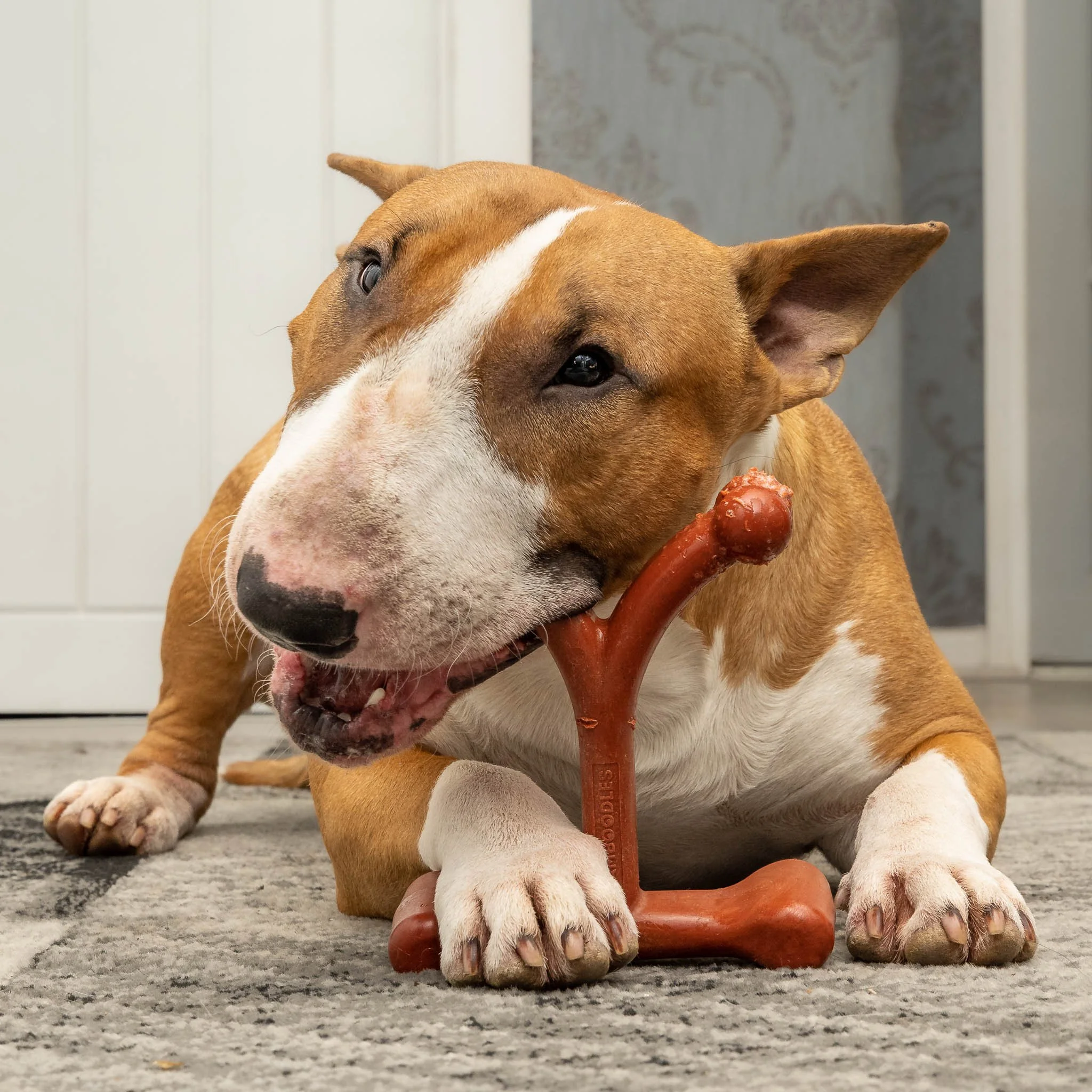 Professional lifestyle pet product photography featuring a Bull Terrier enjoying a Bamboodles Y-shaped dog chew toy. Captured in a home environment for commercial advertising and pet brand marketing.