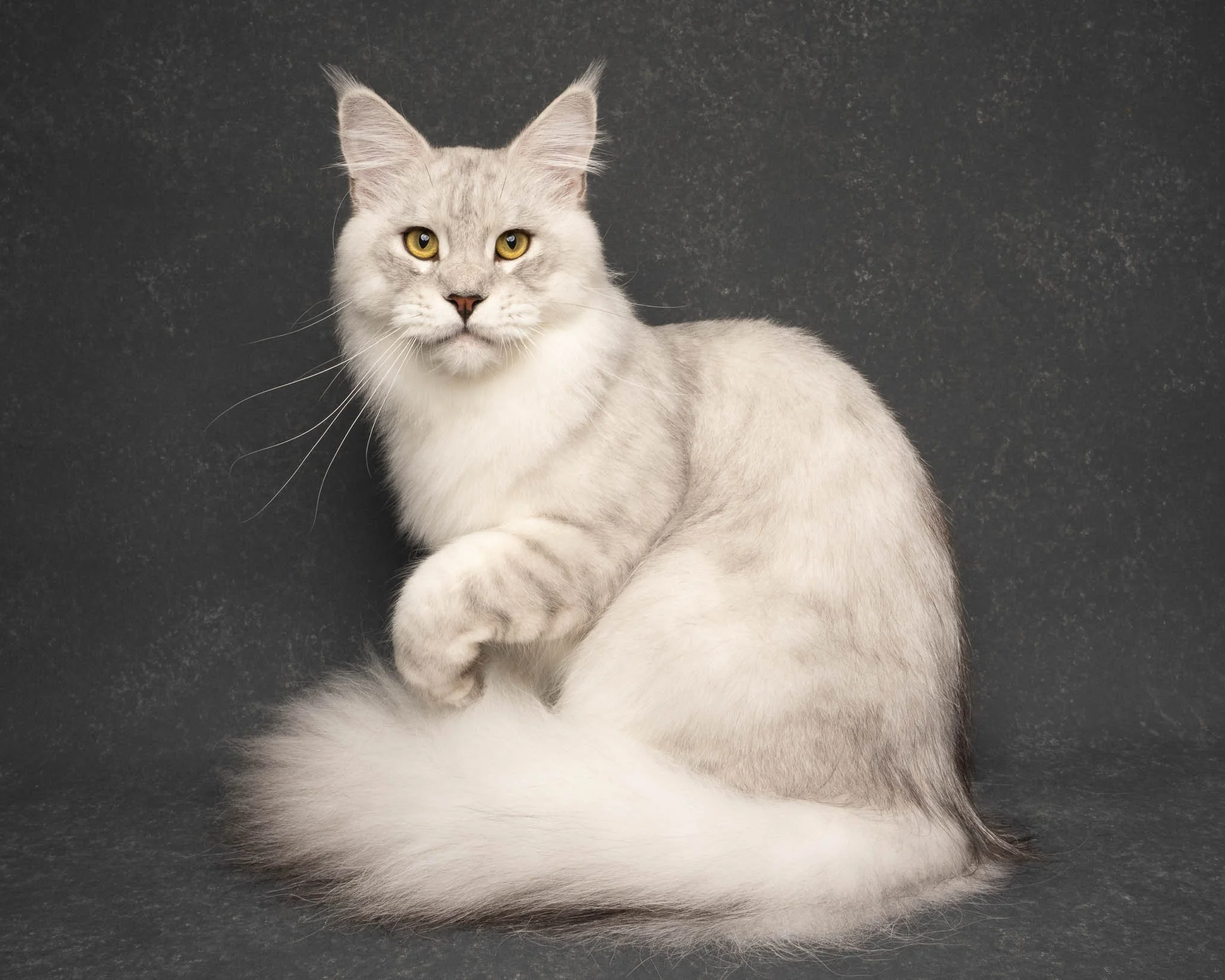 Professional portrait of a Maine Coon cat at Felis Britannica Cat Show, captured by UK animal photographer Chris Knight of Knightpics Photography. Award-winning pedigree cat photographed in a live show environment.
