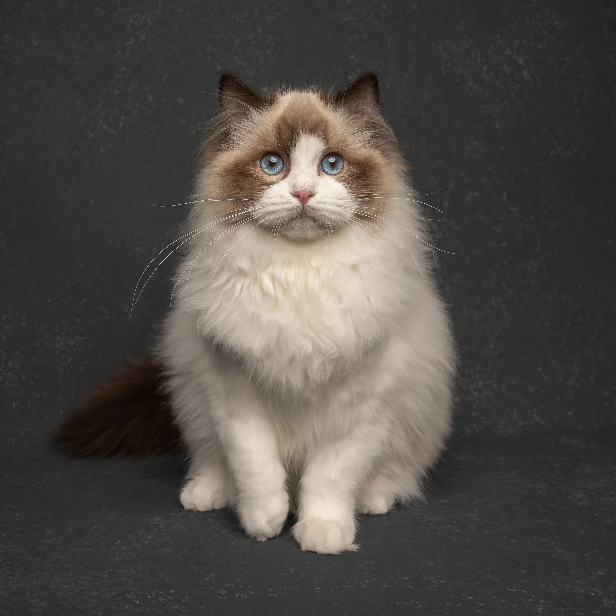 Professional portrait of a Ragdoll cat at Felis Britannica Cat Show, captured by UK animal photographer Chris Knight of Knightpics Photography. Award-winning pedigree cat photographed in a live show environment.