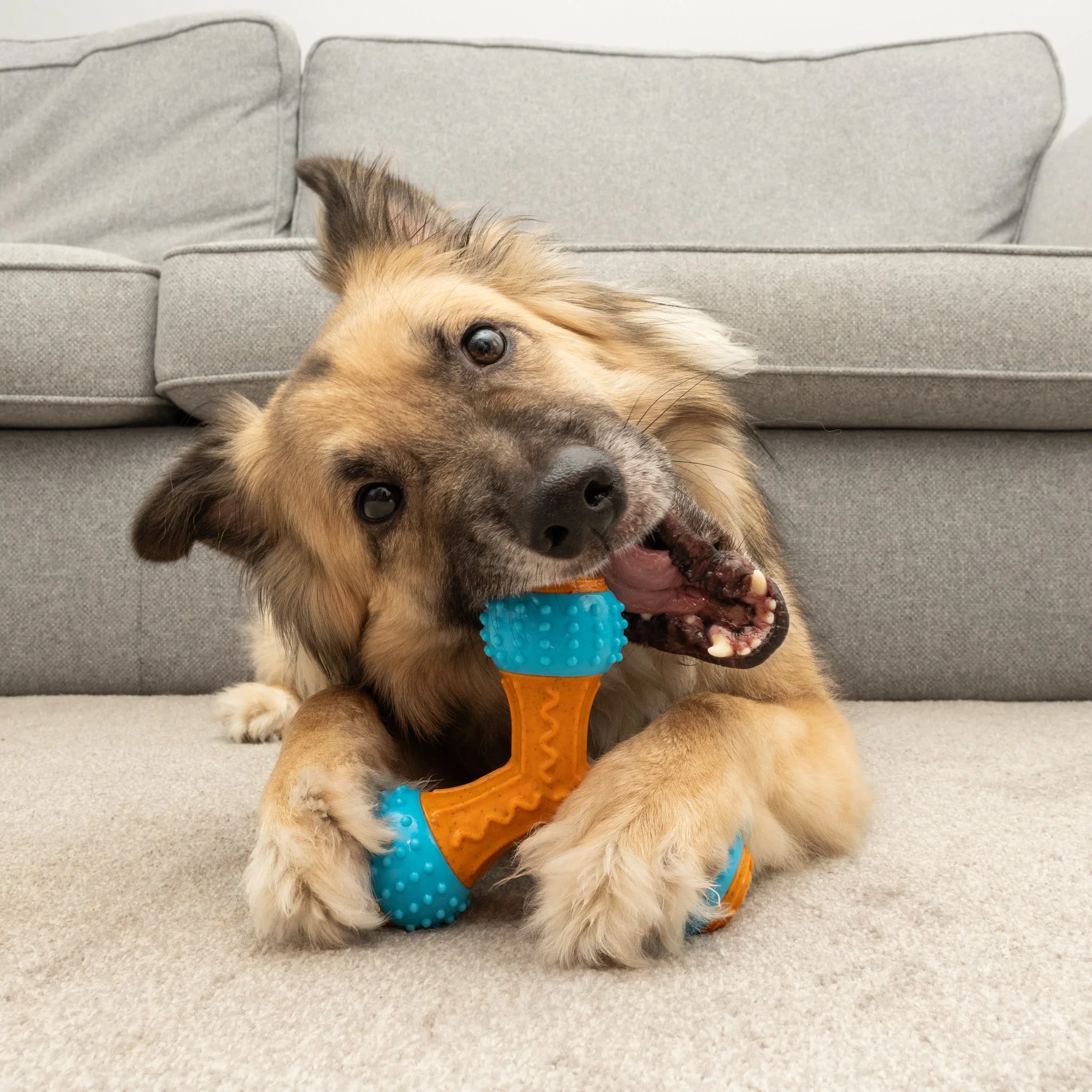Professional lifestyle pet product photography featuring a golden-coloured dog playing with a Bamboodles Giggler Bone on a carpeted floor. Captured as part of a commercial photography project, this engaging image demonstrates the dog toy in use, prov