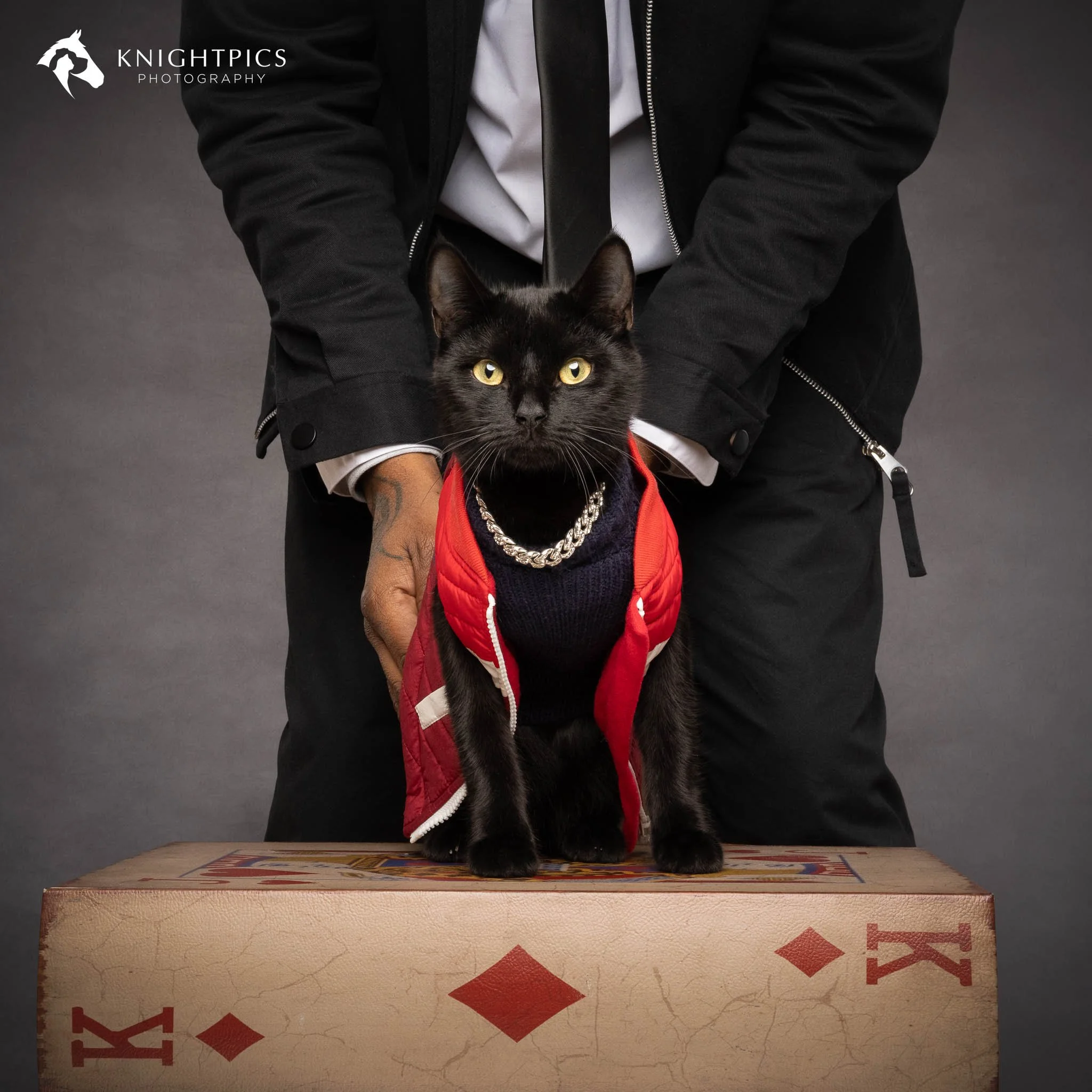 Stylised portrait of Matteo seated upon a King of Diamonds patterned prop, wearing a red gilet jacket and diamond collar, with owner Mac positioned behind in coordinated formal styling. This refined, fashion-inspired cat portrait showcases Knightpics