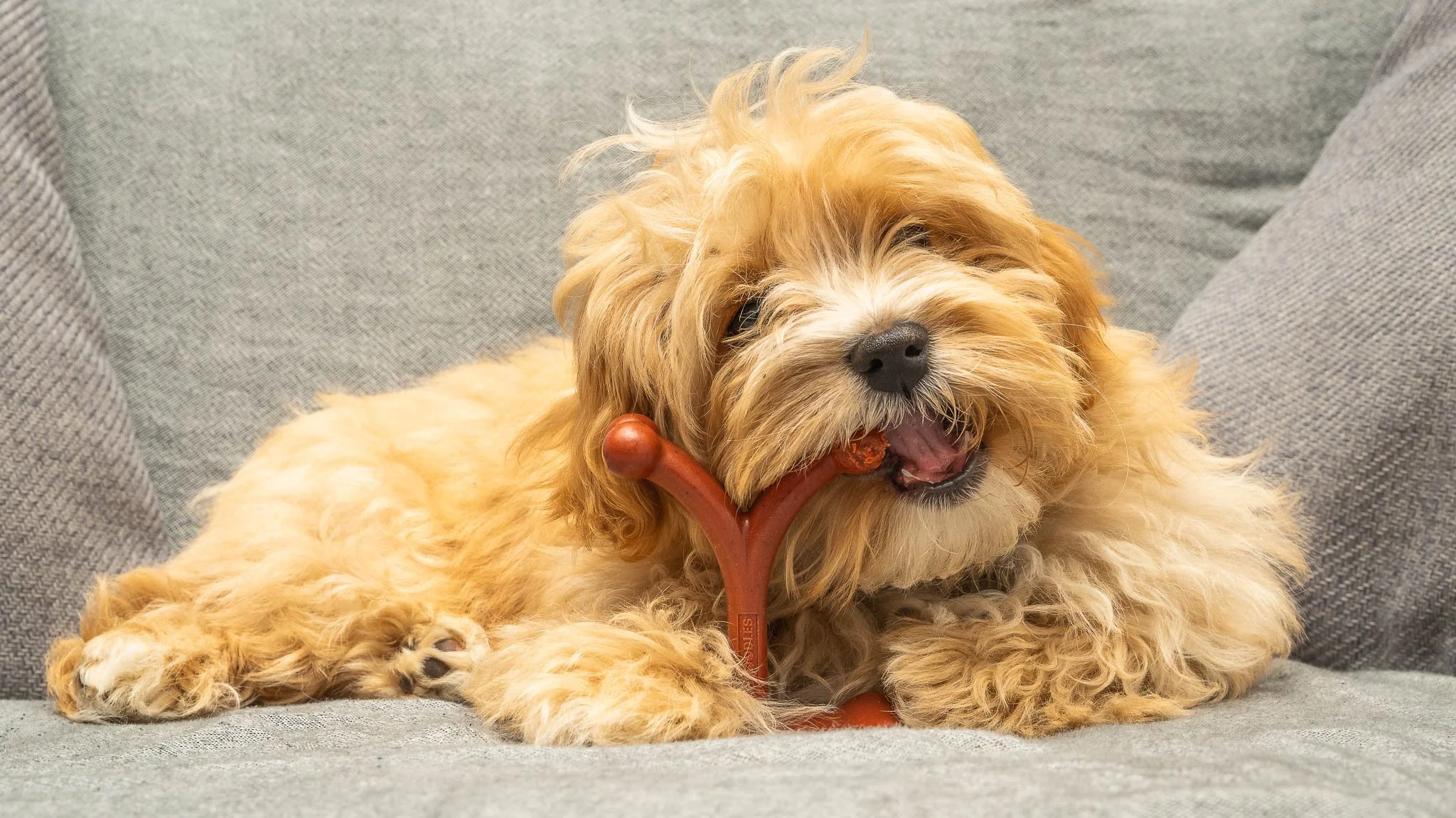 Lifestyle pet product photography featuring a fluffy, golden-coloured dog enjoying a Bamboodles Y-shaped chew toy, captured in a relaxed home setting for commercial advertising.