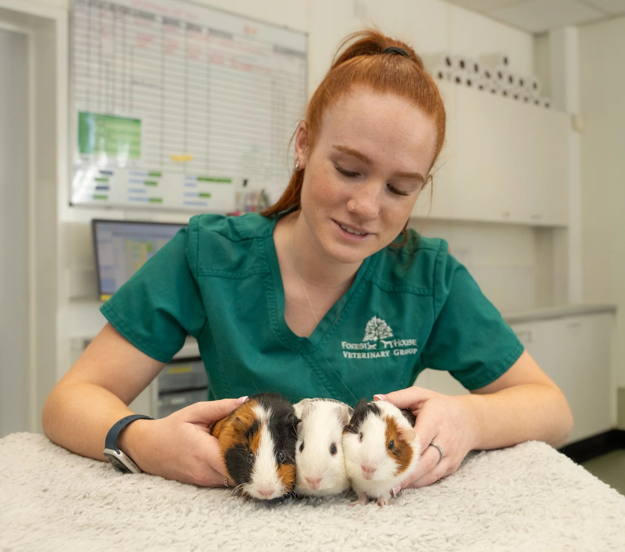 Commercial veterinary photography showing a female veterinary nurse gently handling three guinea pigs at Forest House Vets in Windsor. Captured as part of a professional marketing photography project, this image highlights compassionate care for smal