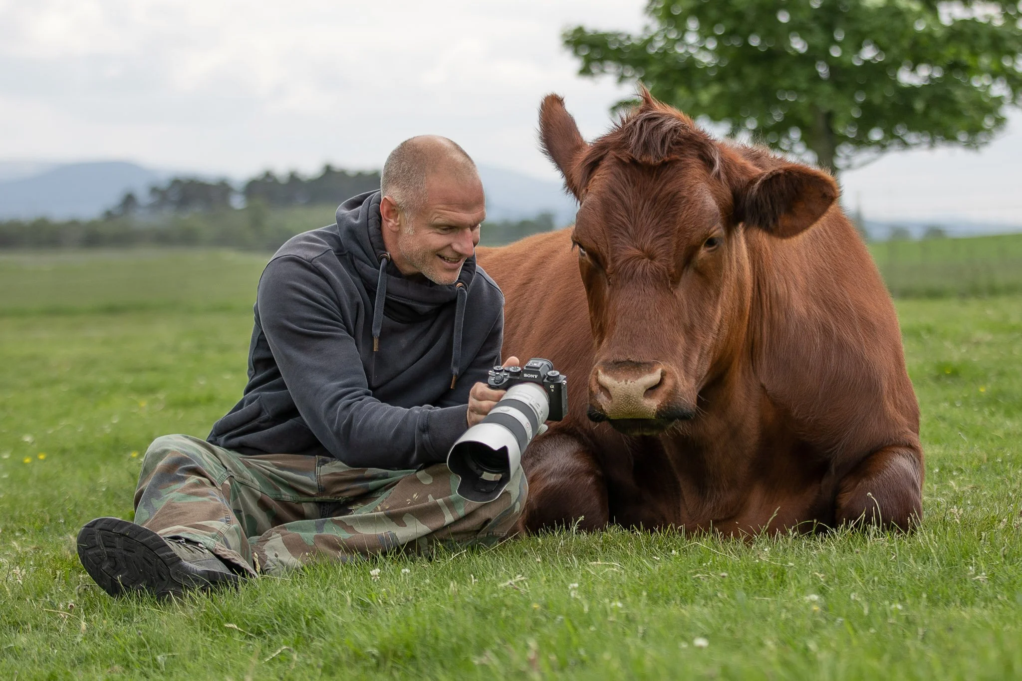 Chris Knight showing a photo to a bull in the field