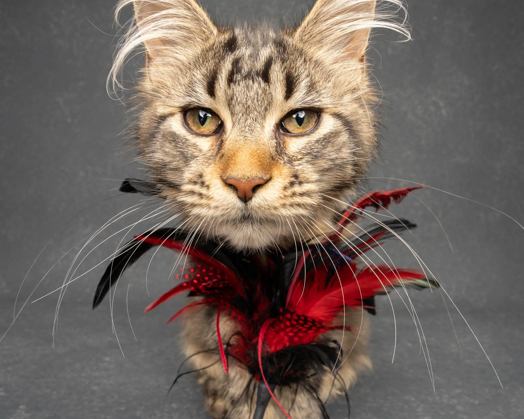 Professional portrait of a Maine Coon Kitten at Felis Britannica Cat Show, captured by UK animal photographer Chris Knight of Knightpics Photography. Award-winning pedigree cat photographed with feather toy in a live show environment.