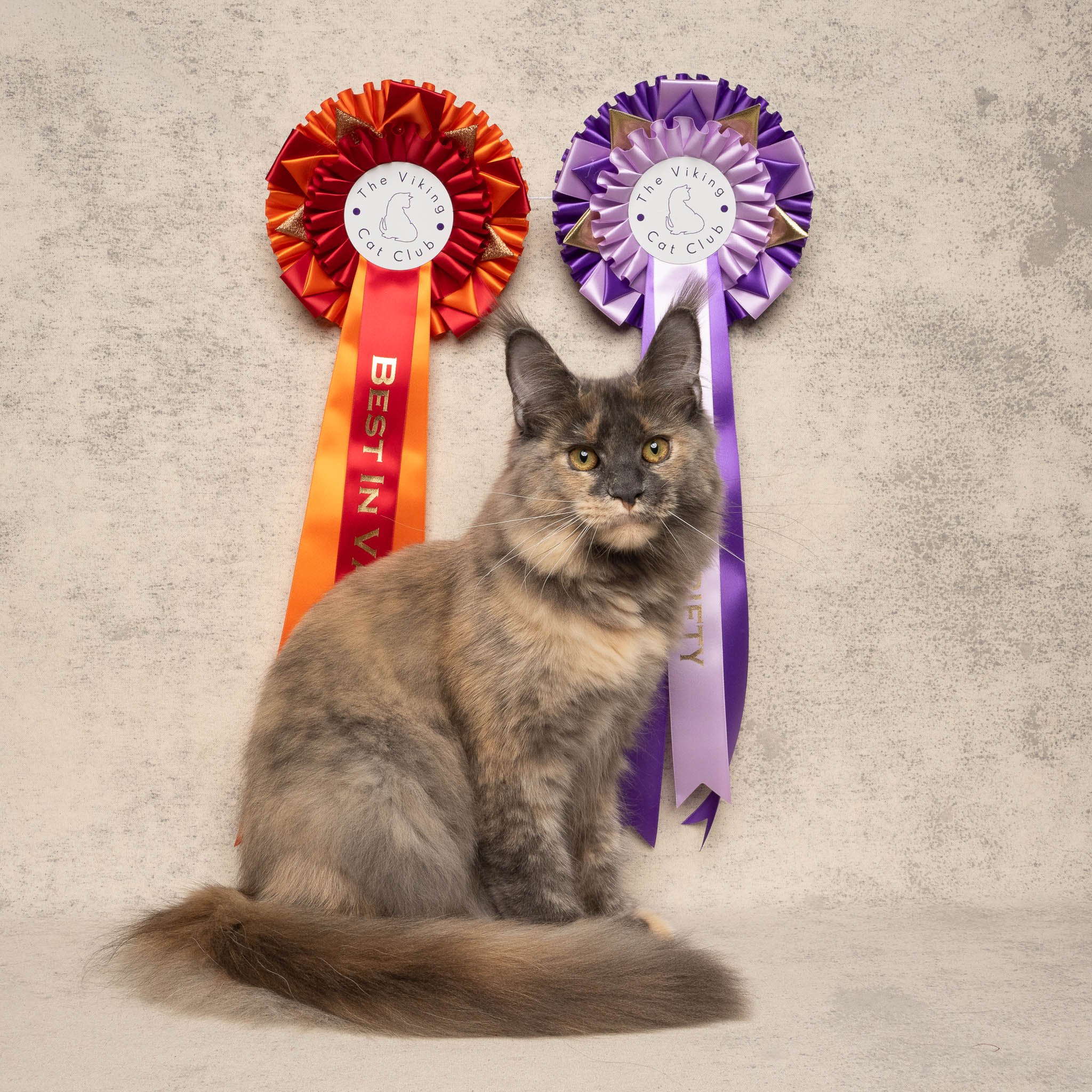 Professional portrait of a Maine Coon kitten at Felis Britannica Cat Show, captured by UK animal photographer Chris Knight of Knightpics Photography. Award-winning pedigree cat photographed with rosettes in a live show environment.