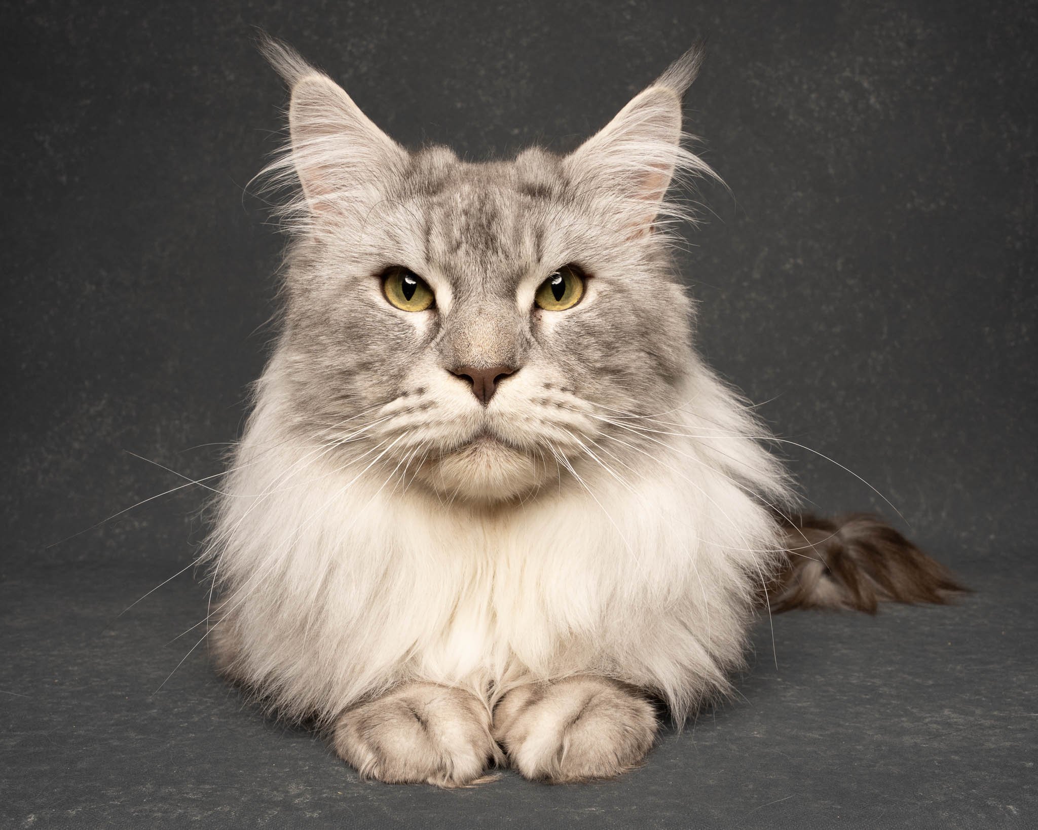 Professional portrait of a Maine Coon cat at Felis Britannica Cat Show, captured by UK animal photographer Chris Knight of Knightpics Photography. Award-winning pedigree cat photographed in a live show environment.