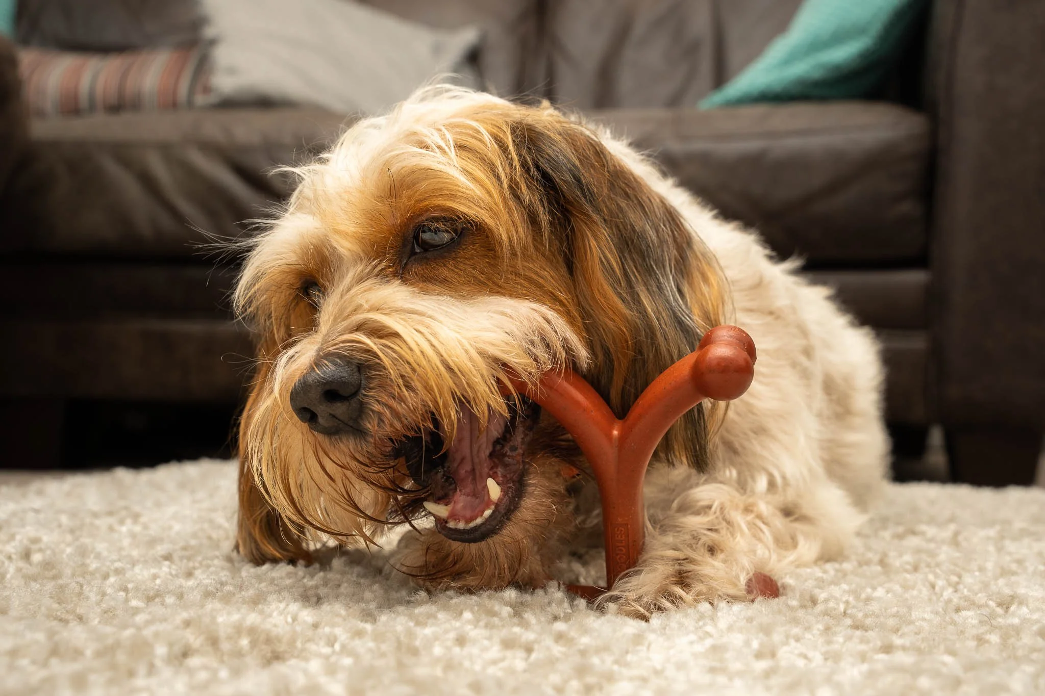 Commercial lifestyle photography featuring a small, long-haired dog enjoying a Bamboodles Y-shaped chew toy, demonstrating the product in use through natural animal photography.