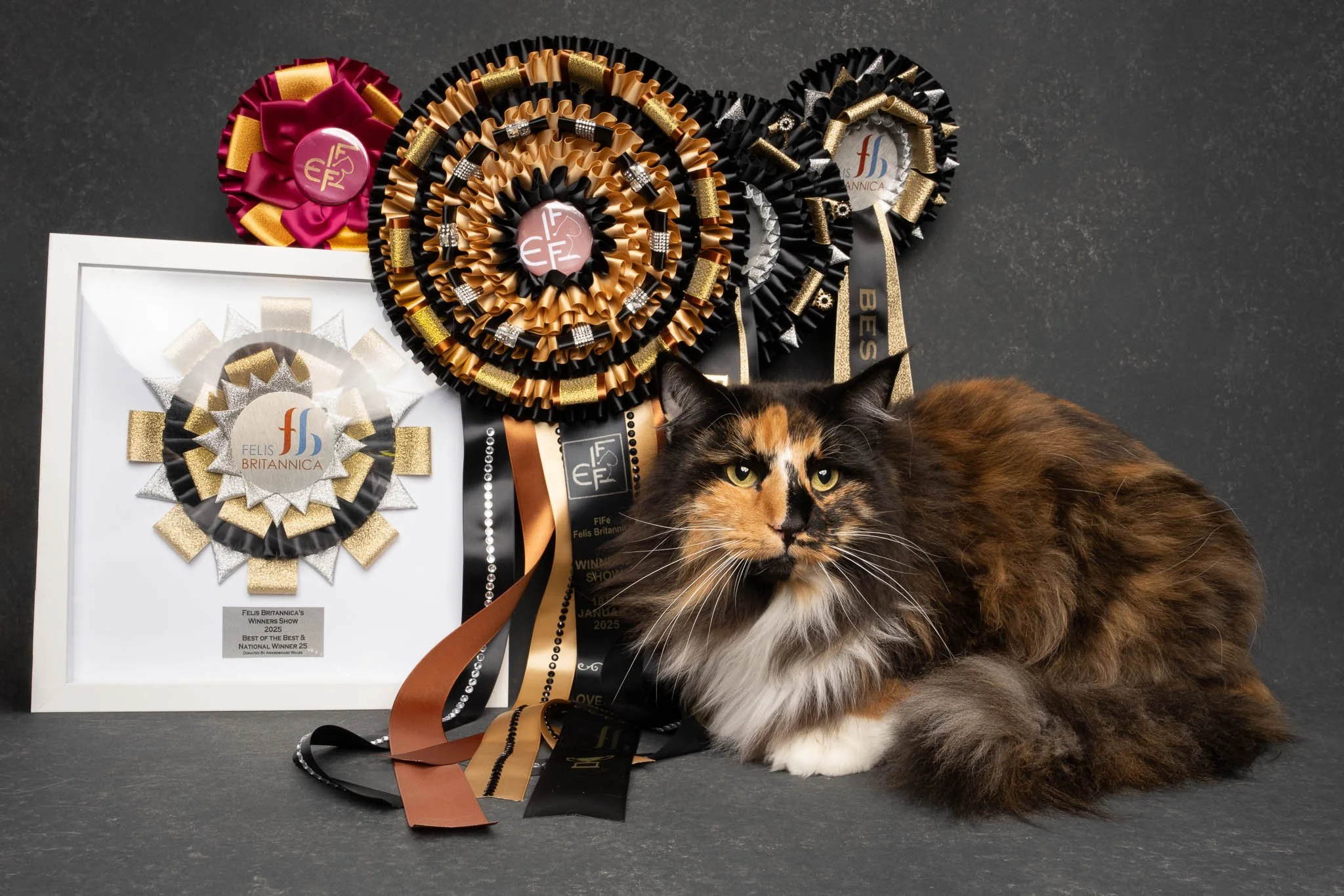 Professional portrait of a tortoise shell Norwegian Forest cat at Felis Britannica Cat Show, captured by UK animal photographer Chris Knight of Knightpics Photography. Award-winning pedigree cat photographed with trophy and rosettes in a live show en