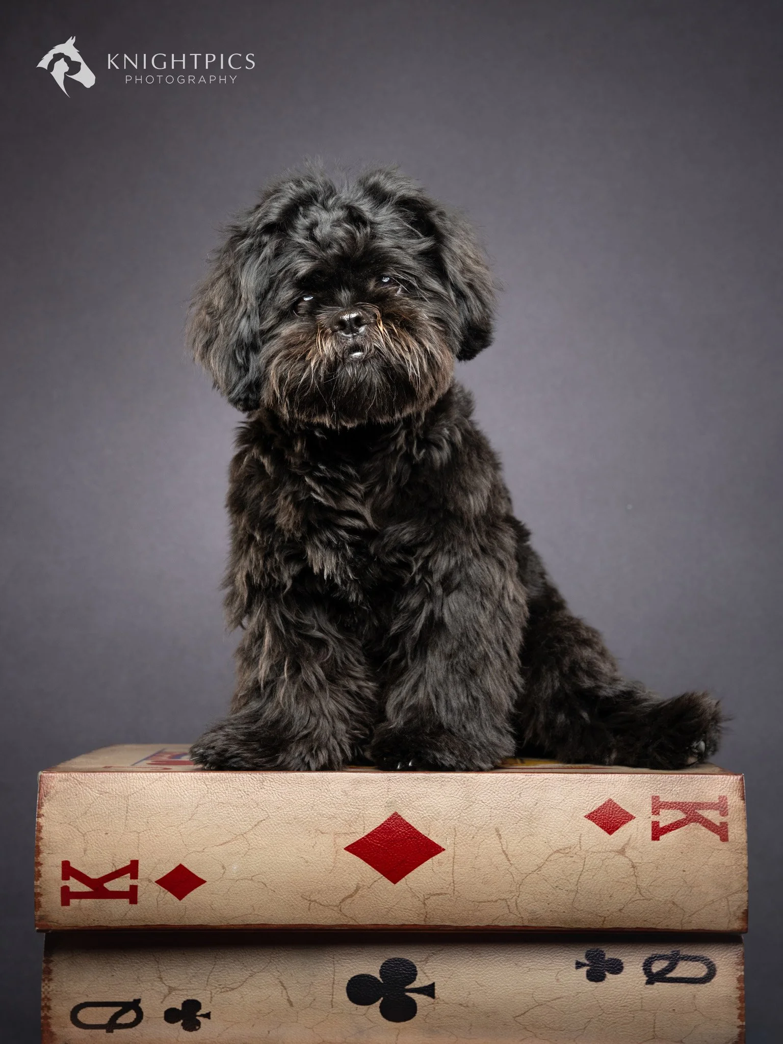 Portrait of a shih tzu in a studio setting sat on top of a large deck of cards prop, showcasing the dog’s size, expression, and calm temperament, highlighting KnightPics Photography’s skill in capturing expressive studio dog portraits. Showcasing Kni