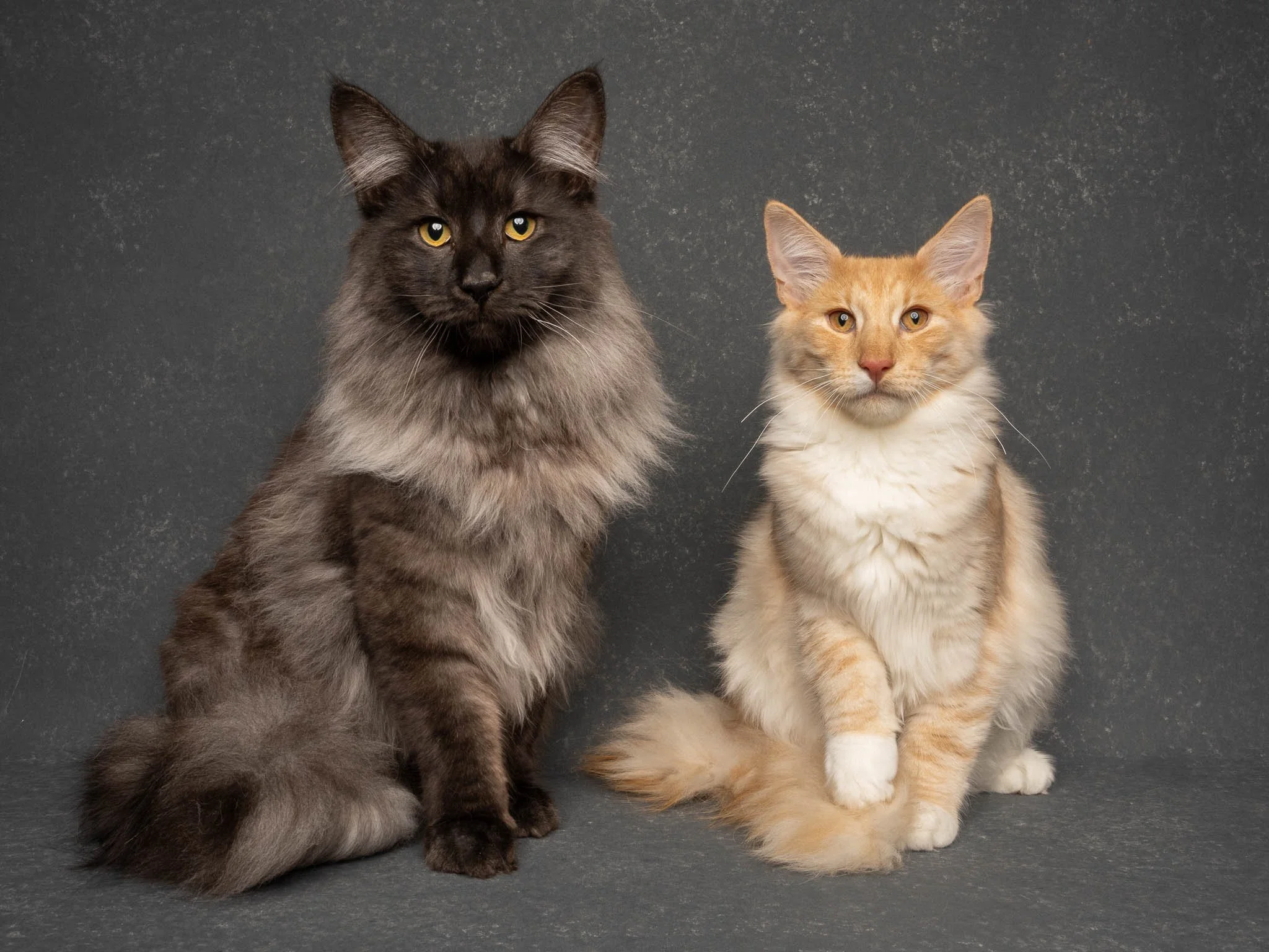 Professional portrait of two Maine Coon kittens at Felis Britannica Cat Show, captured by UK animal photographer Chris Knight of Knightpics Photography. Award-winning pedigree cat photographed in a live show environment.