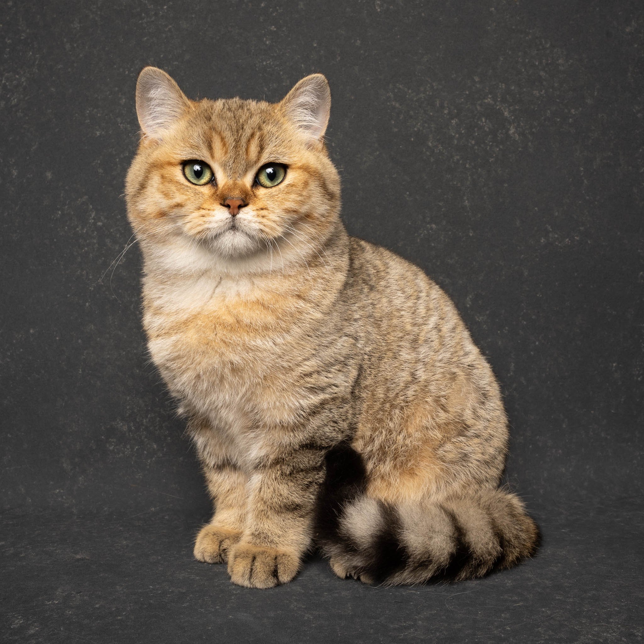 Professional portrait of a British Shorthair cat at Felis Britannica Cat Show, captured by UK animal photographer Chris Knight of Knightpics Photography. Award-winning pedigree cat photographed in a live show environment.