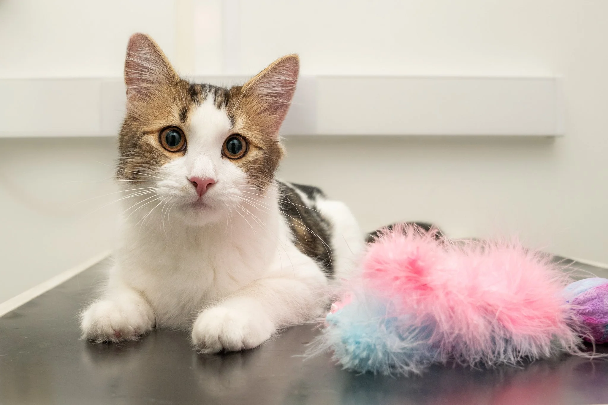 Professional animal portrait photography featuring a young white and tabby cat resting beside a colourful feather toy at Forest House Vets in Windsor. Captured as part of a commercial veterinary marketing photography project, this engaging image adds