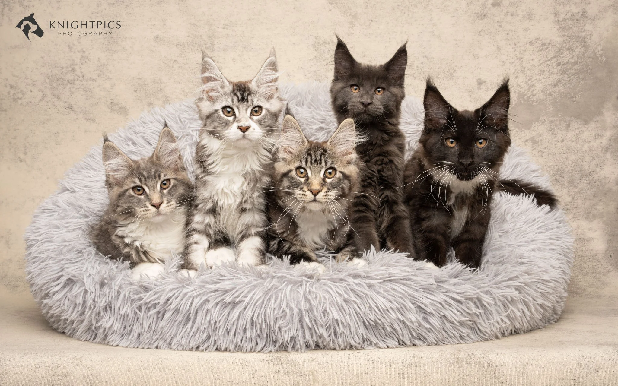 Creative studio portrait of a litter of Maine Coon kittens sat in a cat bed against a cream textured backdrop, showcasing KnightPics Photography’s skill in creating fine art cat portraits with careful attention to lighting, styling, and compositional