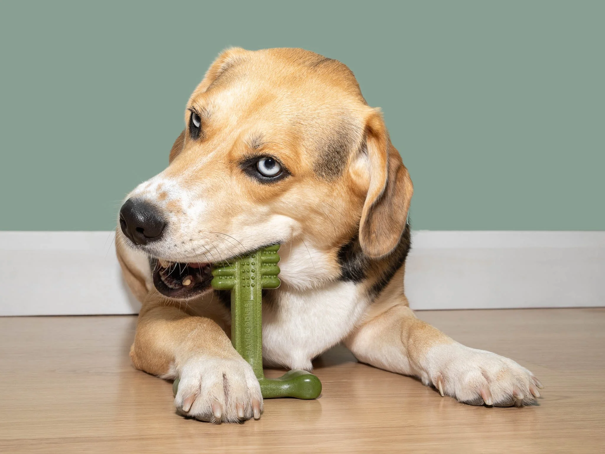 Professional pet product photography featuring a Beagle cross chewing a mint Bamboodles dog toy, captured in a home setting to demonstrate the product in use for commercial advertising.