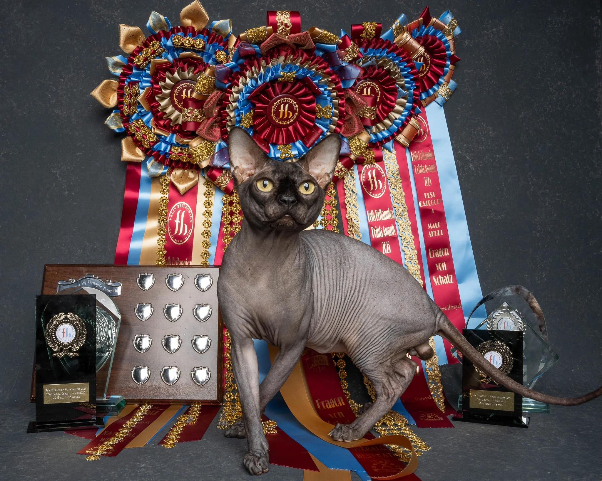 Professional portrait of a Sphynx cat at Felis Britannica Cat Show, captured by UK animal photographer Chris Knight of Knightpics Photography. Award-winning pedigree cat photographed with trophy and rosettes in a live show environment.