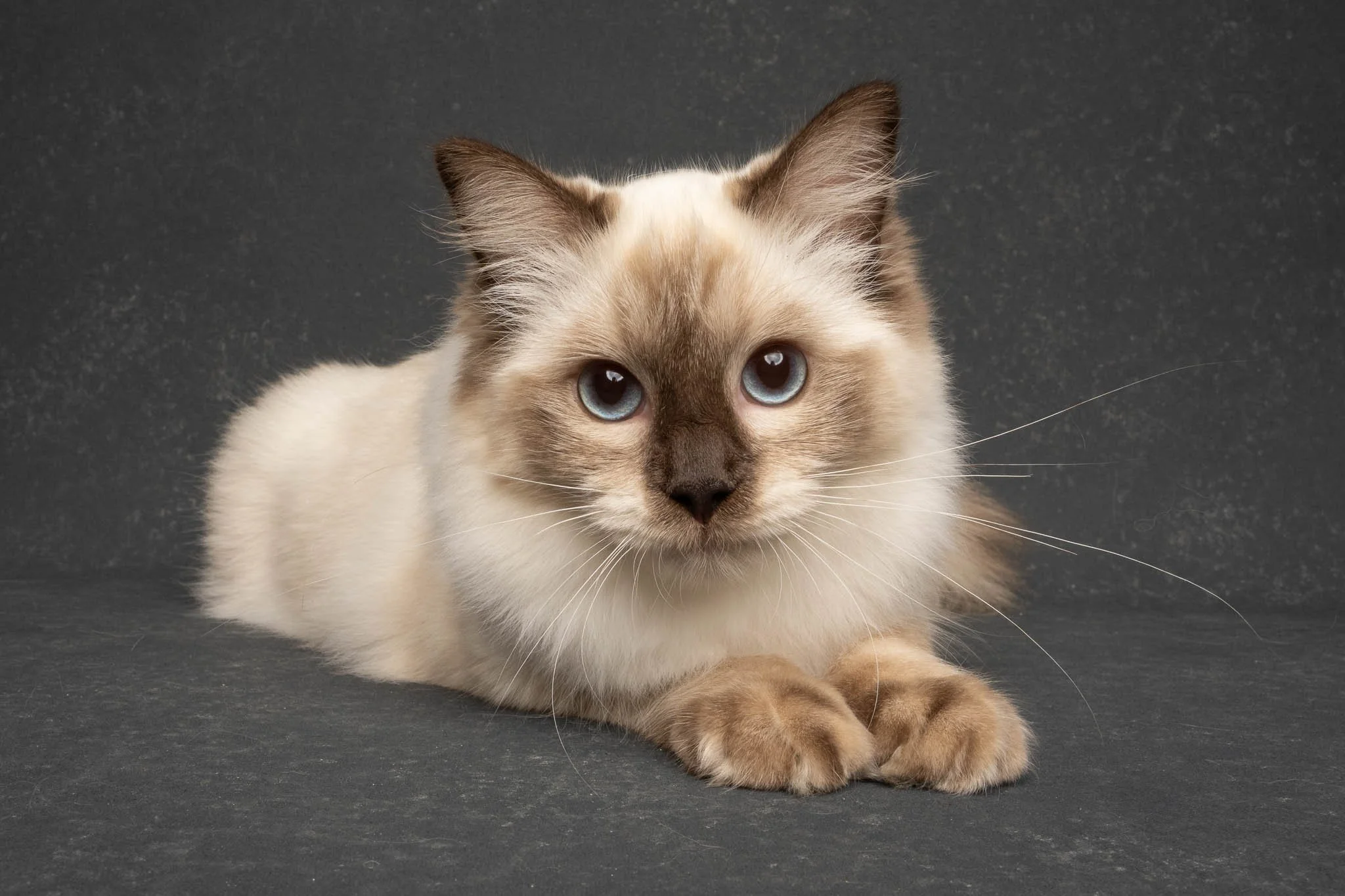 Professional portrait of a Ragdoll cat at Felis Britannica Cat Show, captured by UK animal photographer Chris Knight of Knightpics Photography. Award-winning pedigree cat photographed in a live show environment.