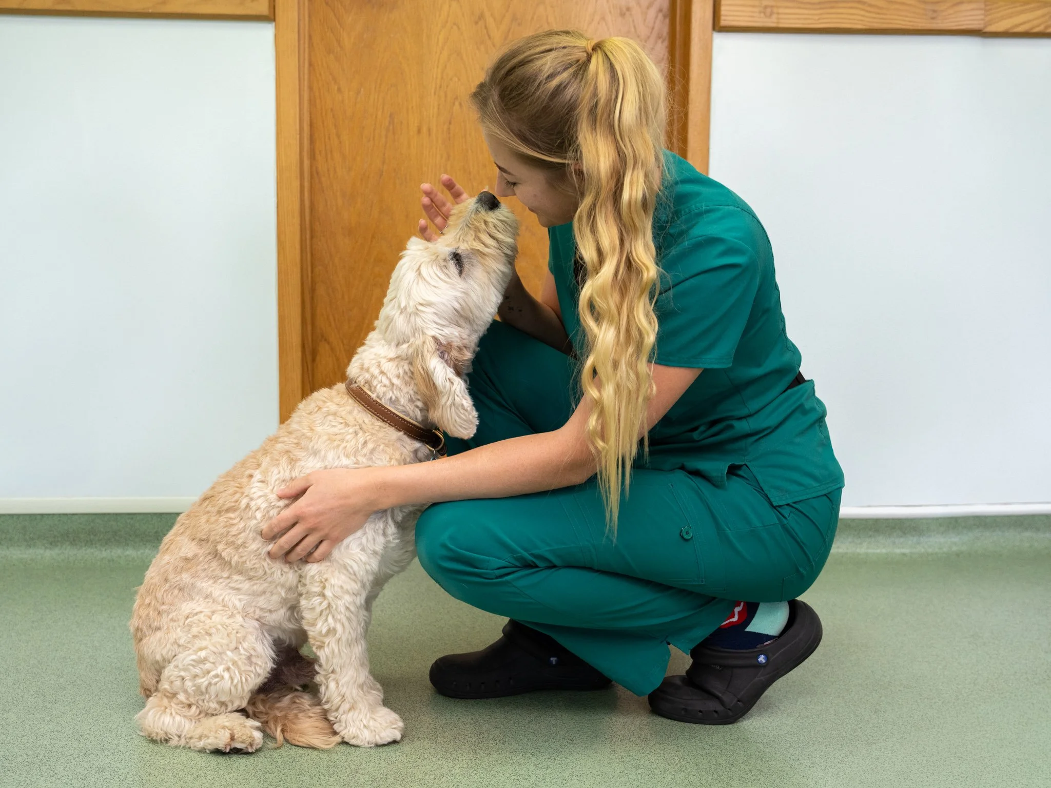 Professional veterinary branding photography capturing a female veterinary nurse in green scrubs kneeling to greet and comfort a dog at Forest House Vets in Windsor. This natural interaction highlights the caring relationship between veterinary profe