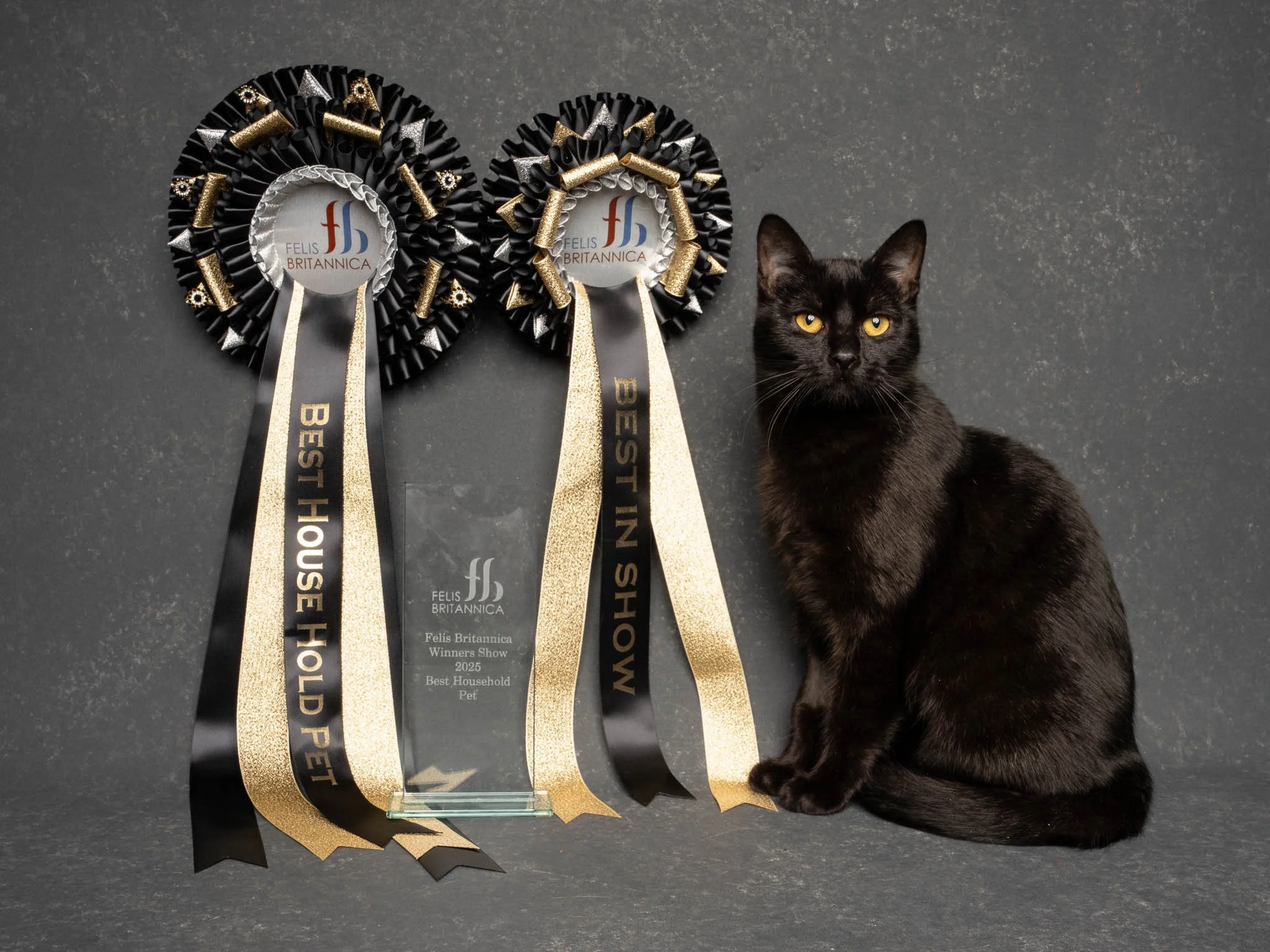 Professional portrait of a Bombay cat at Felis Britannica Cat Show, captured by UK animal photographer Chris Knight of Knightpics Photography. Award-winning pedigree cat photographed with trophy and rosettes in a live show environment.