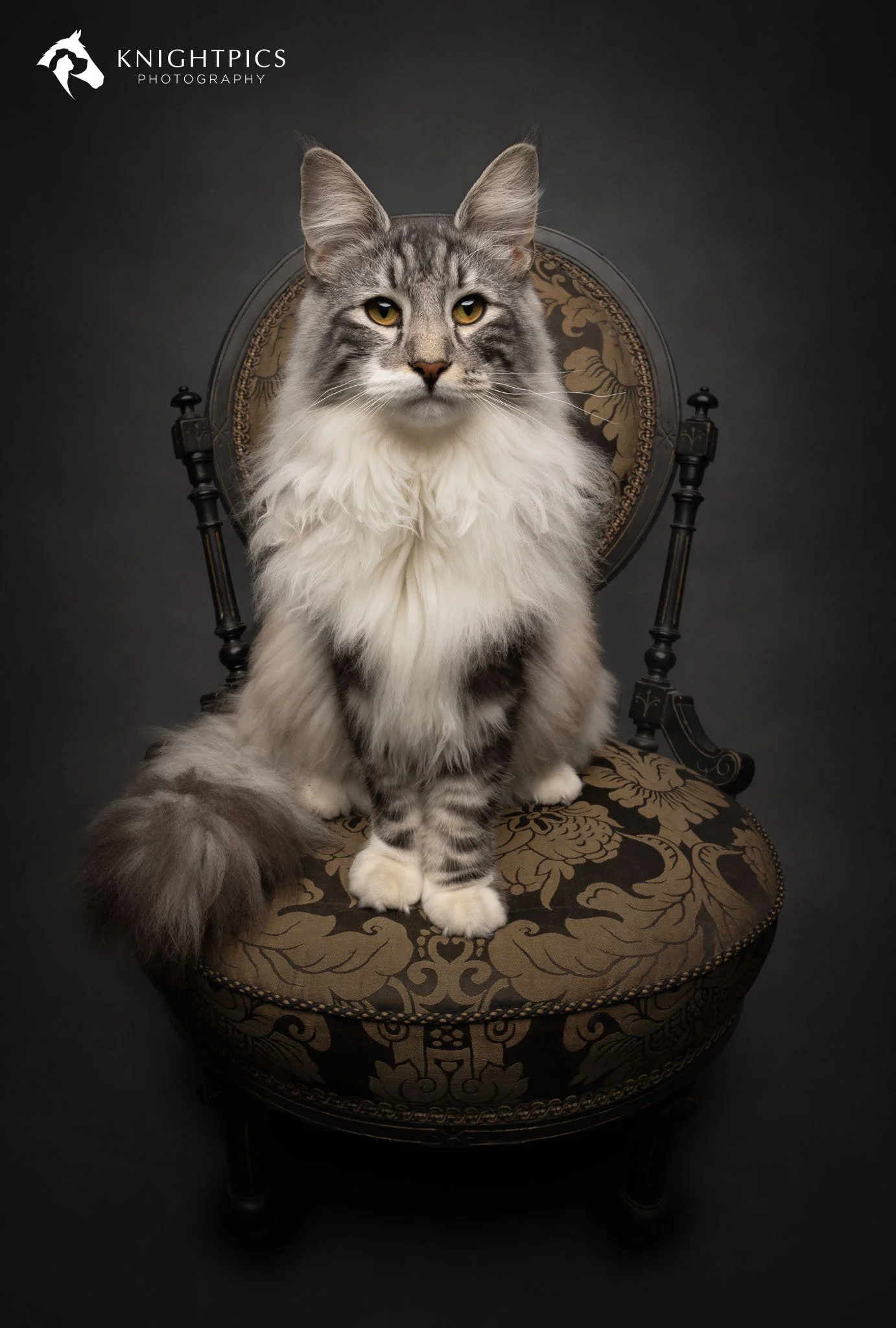 Elegant studio portrait of a white and grey tabby Norwegian Forest cat seated on a boudoir chair against a grey textured backdrop, showcasing KnightPics Photography’s skill in creating fine art cat portraits with careful attention to lighting, stylin