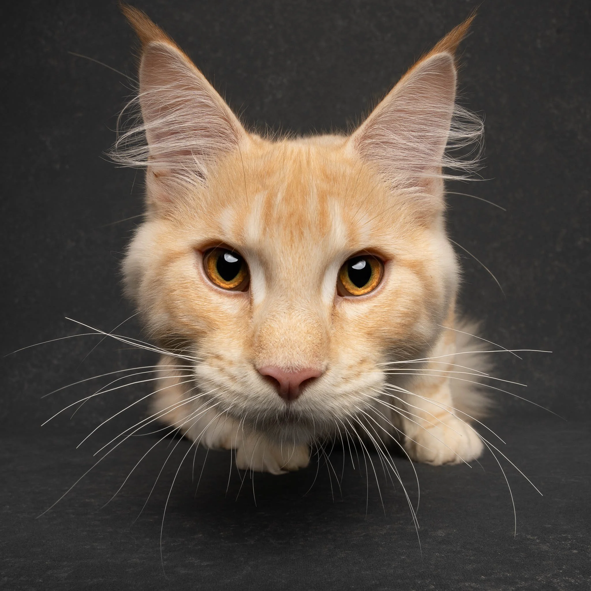 Professional portrait of a Maine Coon Kitten at Felis Britannica Cat Show, captured by UK animal photographer Chris Knight of Knightpics Photography. Award-winning pedigree cat photographed in a live show environment.