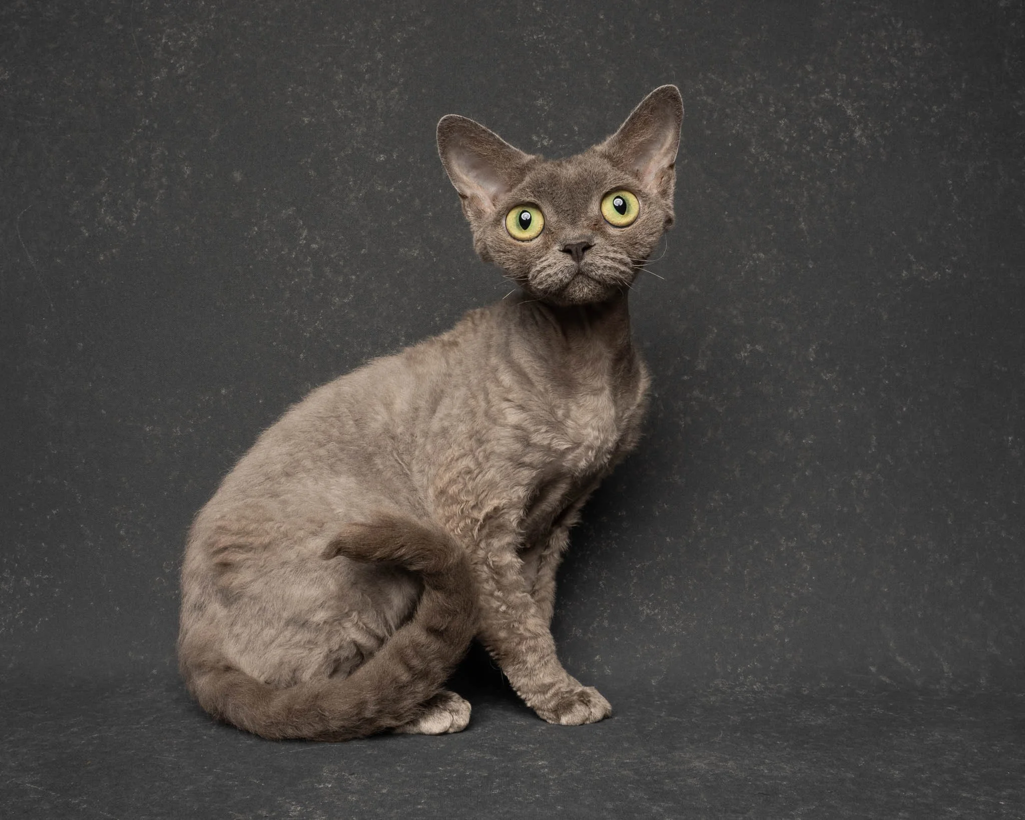 Professional portrait of a Devon Rex cat at Felis Britannica Cat Show, captured by UK animal photographer Chris Knight of Knightpics Photography. Award-winning pedigree cat photographed in a live show environment.