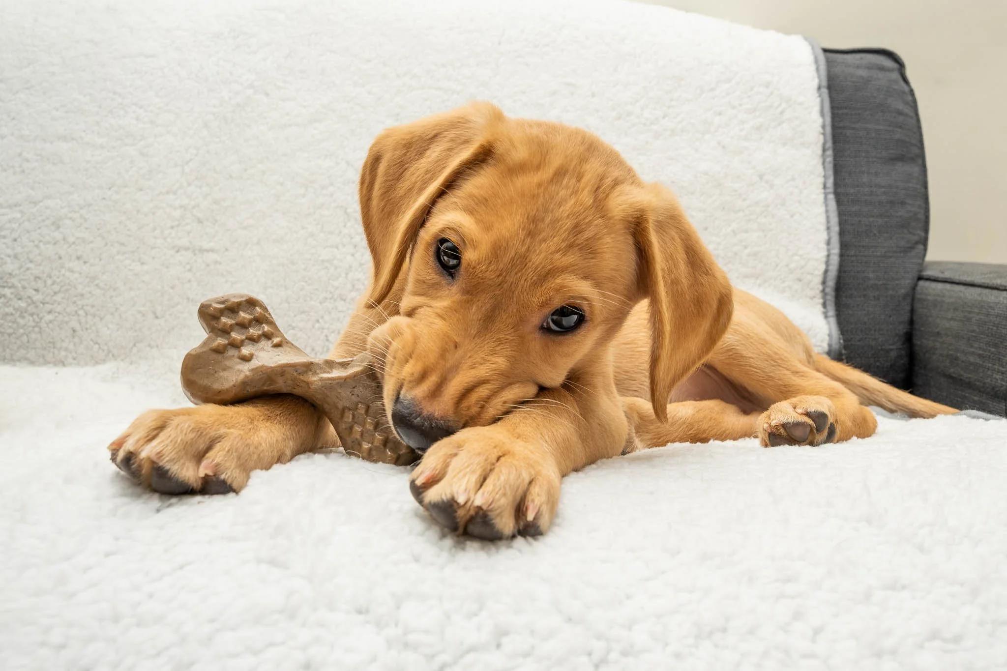 Lifestyle product photography of a golden Labrador puppy chewing a Bamboodles dog toy on a soft sofa, creating natural, engaging imagery for pet product advertising and marketing campaigns.
