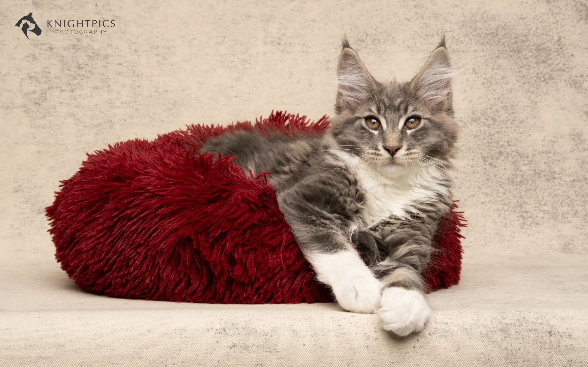 Elegant studio portrait of a Maine Coon kitten laying on a red cat bed against a cream textured backdrop, showcasing KnightPics Photography’s skill in creating fine art cat portraits with careful attention to lighting, styling, and compositional deta