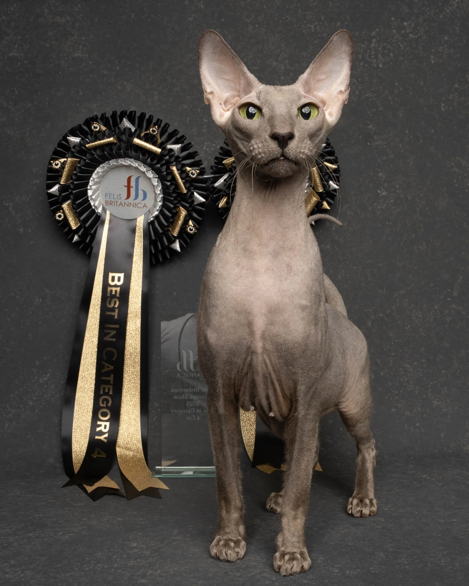 Professional portrait of a Peterbald cat at Felis Britannica Cat Show, captured by UK animal photographer Chris Knight of Knightpics Photography. Award-winning pedigree cat photographed with trophy and rosettes in a live show environment.
