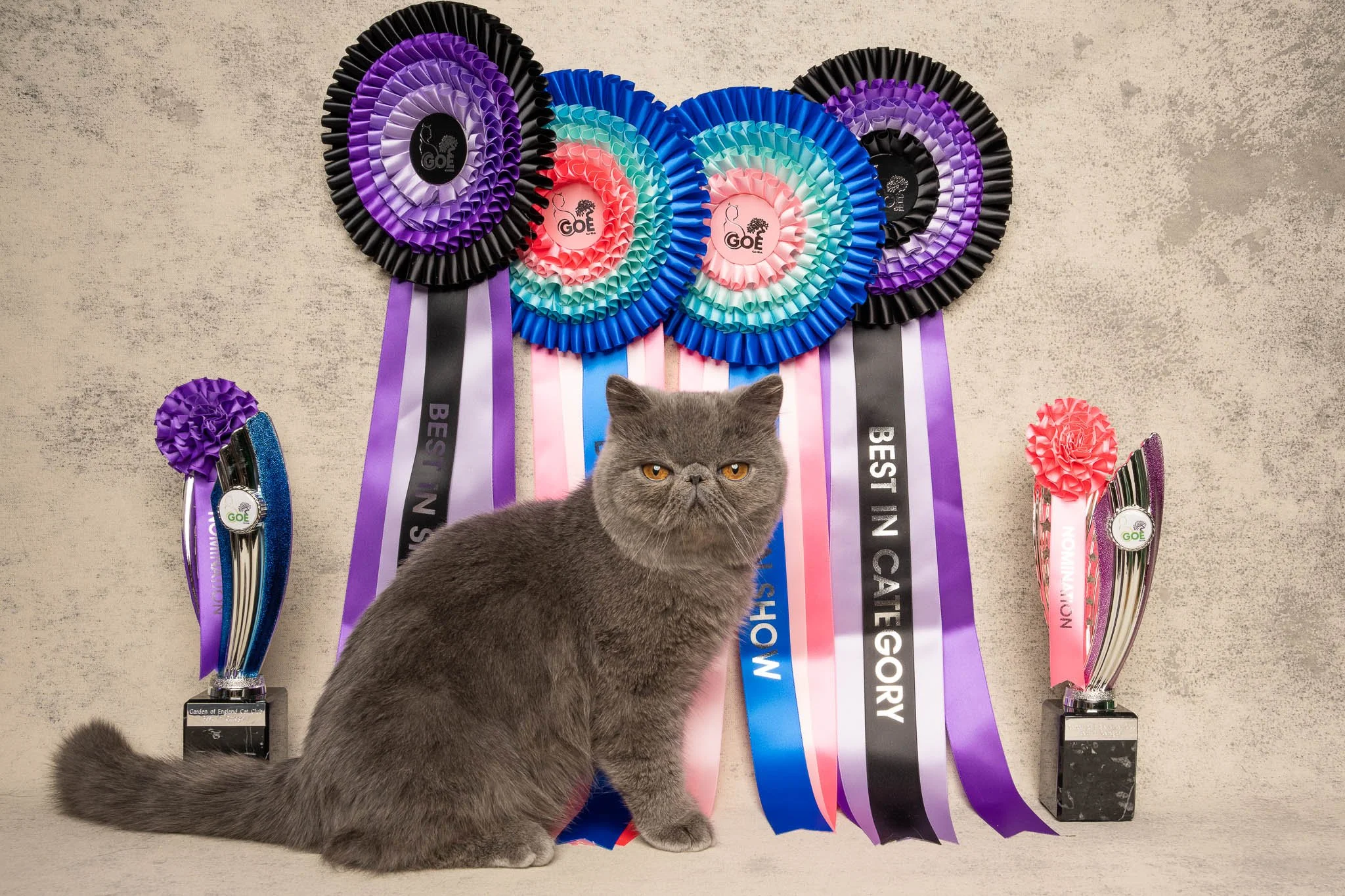 Professional portrait of a Exotic Shorthair cat at Felis Britannica Cat Show, captured by UK animal photographer Chris Knight of Knightpics Photography. Award-winning pedigree cat photographed with trophy and rosettes in a live show environment.