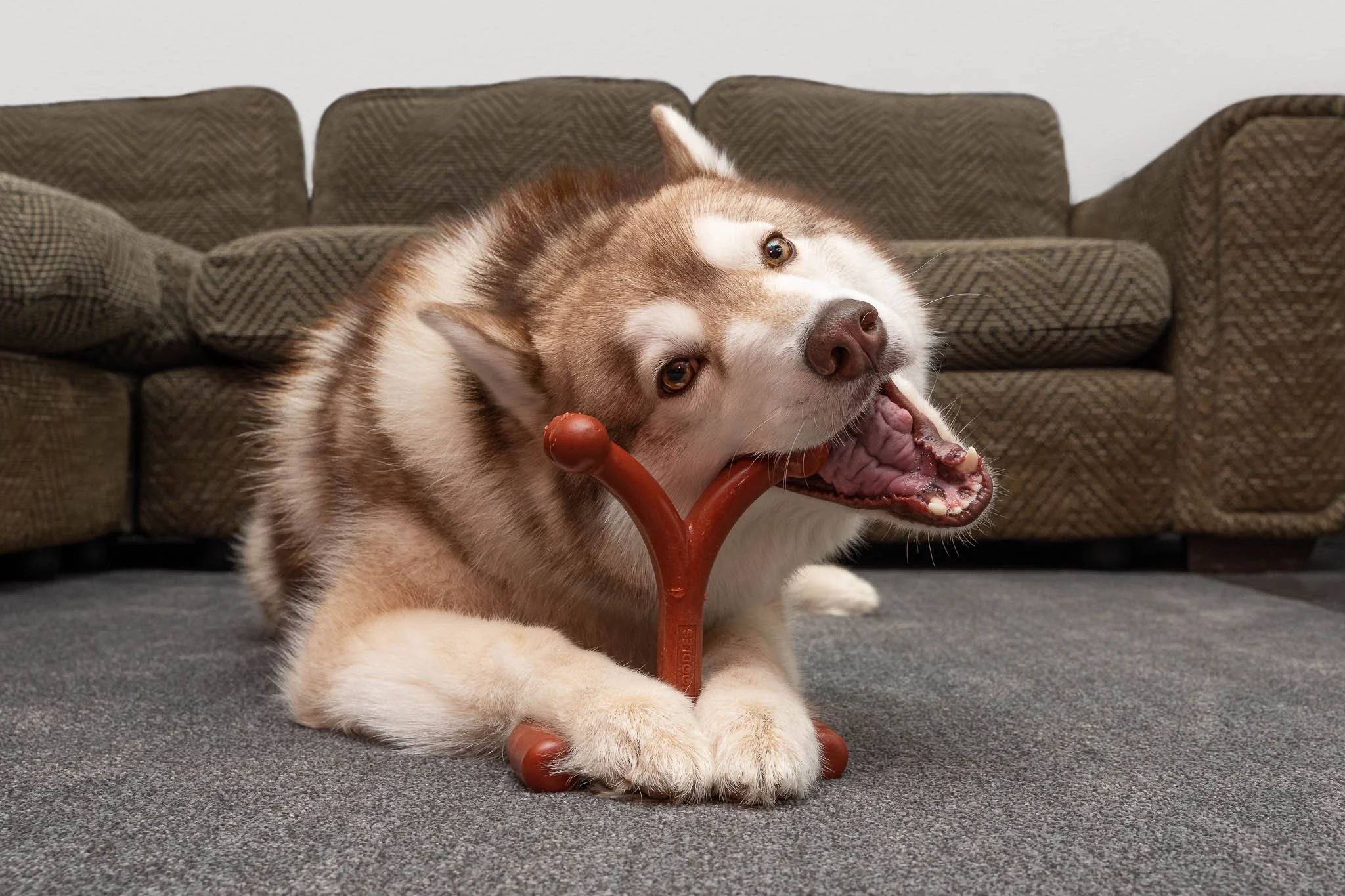Professional pet product photography of a Siberian Husky chewing a Bamboodles Y-shaped toy on a sofa, showcasing the product in use for commercial pet brand advertising and marketing.