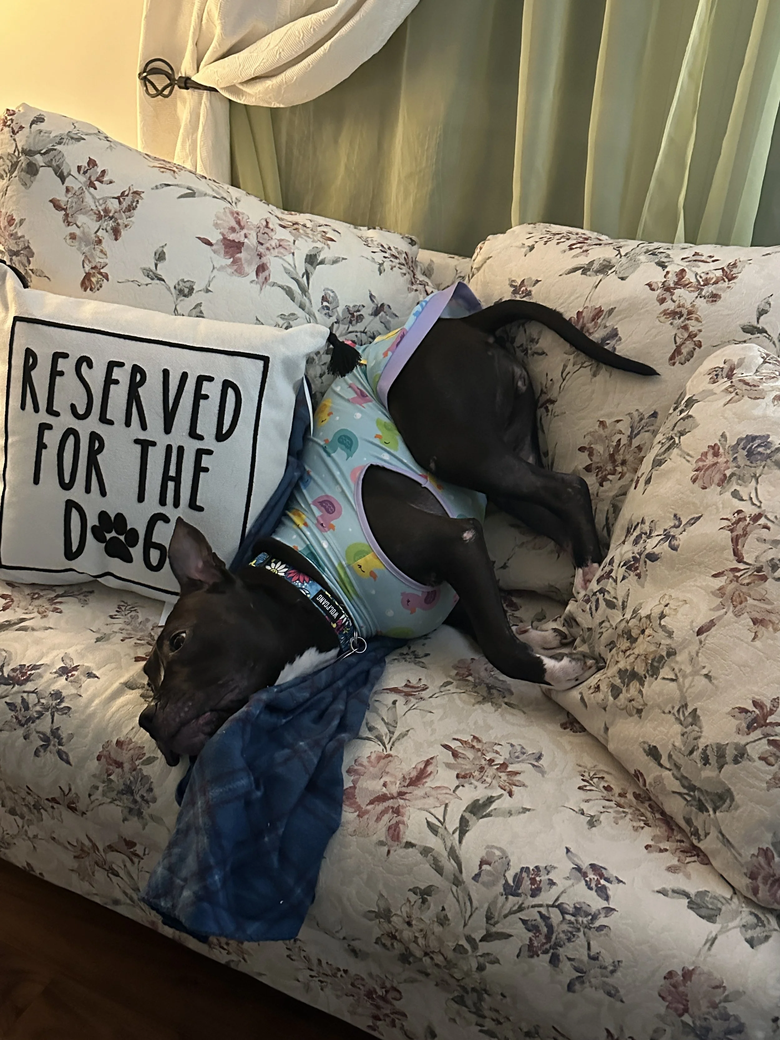 Photo of a dog laying on a coach and a pillow that reads "Reserved for the Dog."