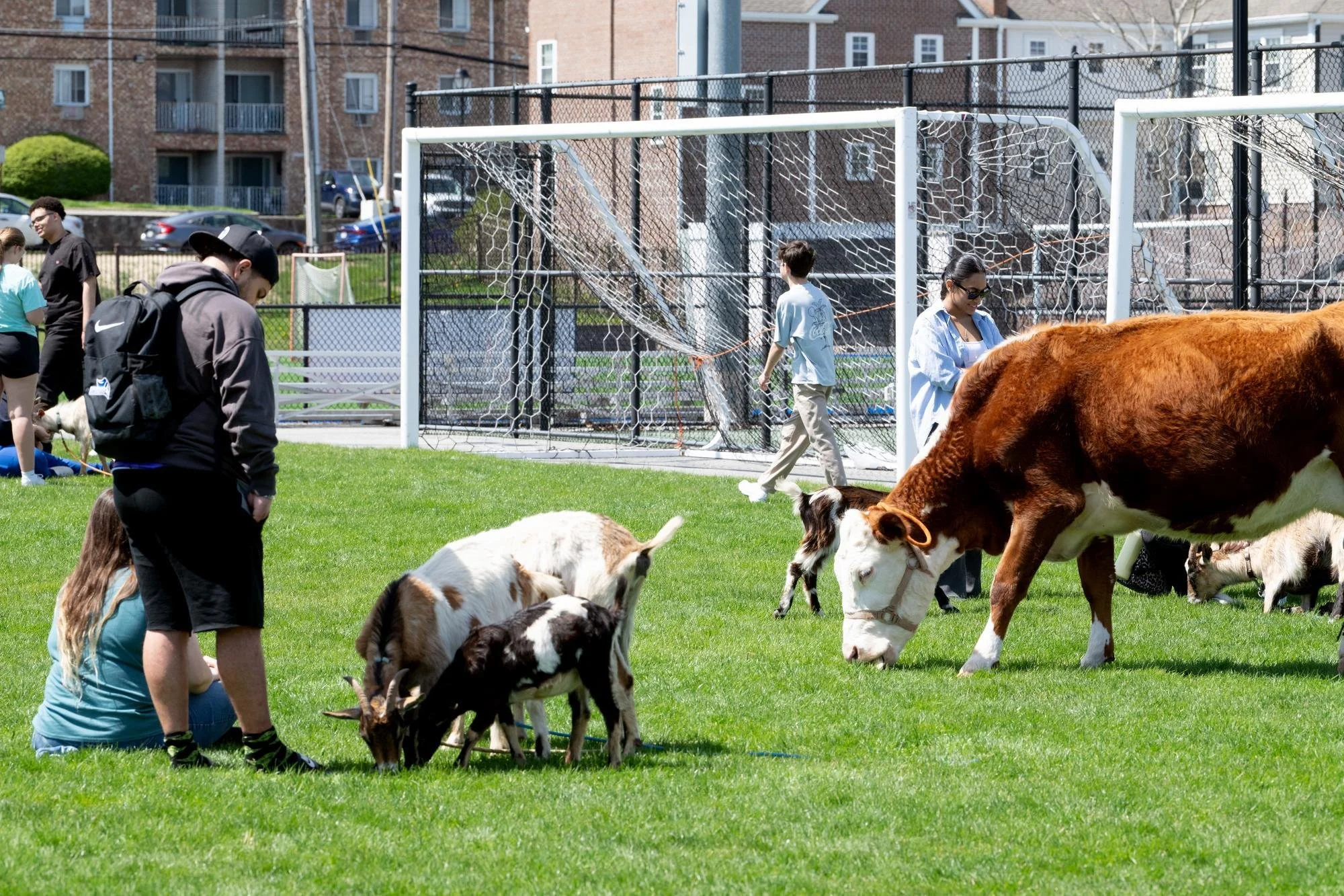 25 NOTES farm animals 1714.jpg