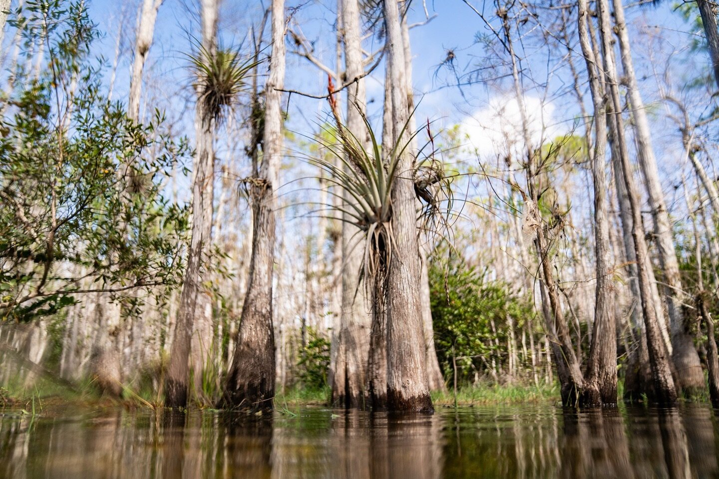 Air plants on the cypress 💚