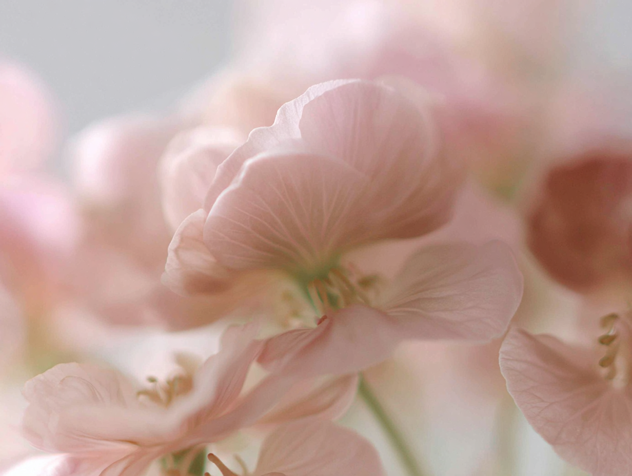 Close-up of soft pink and peach-colored flower petals with a blurred background.