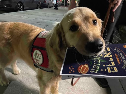 Service dog holds a 5785 High Holy Day pamphlet in her mouth.