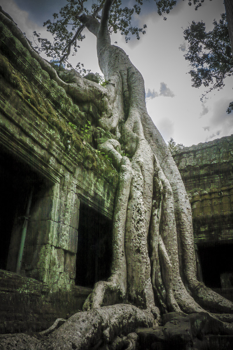 Tree Hugs the Temple