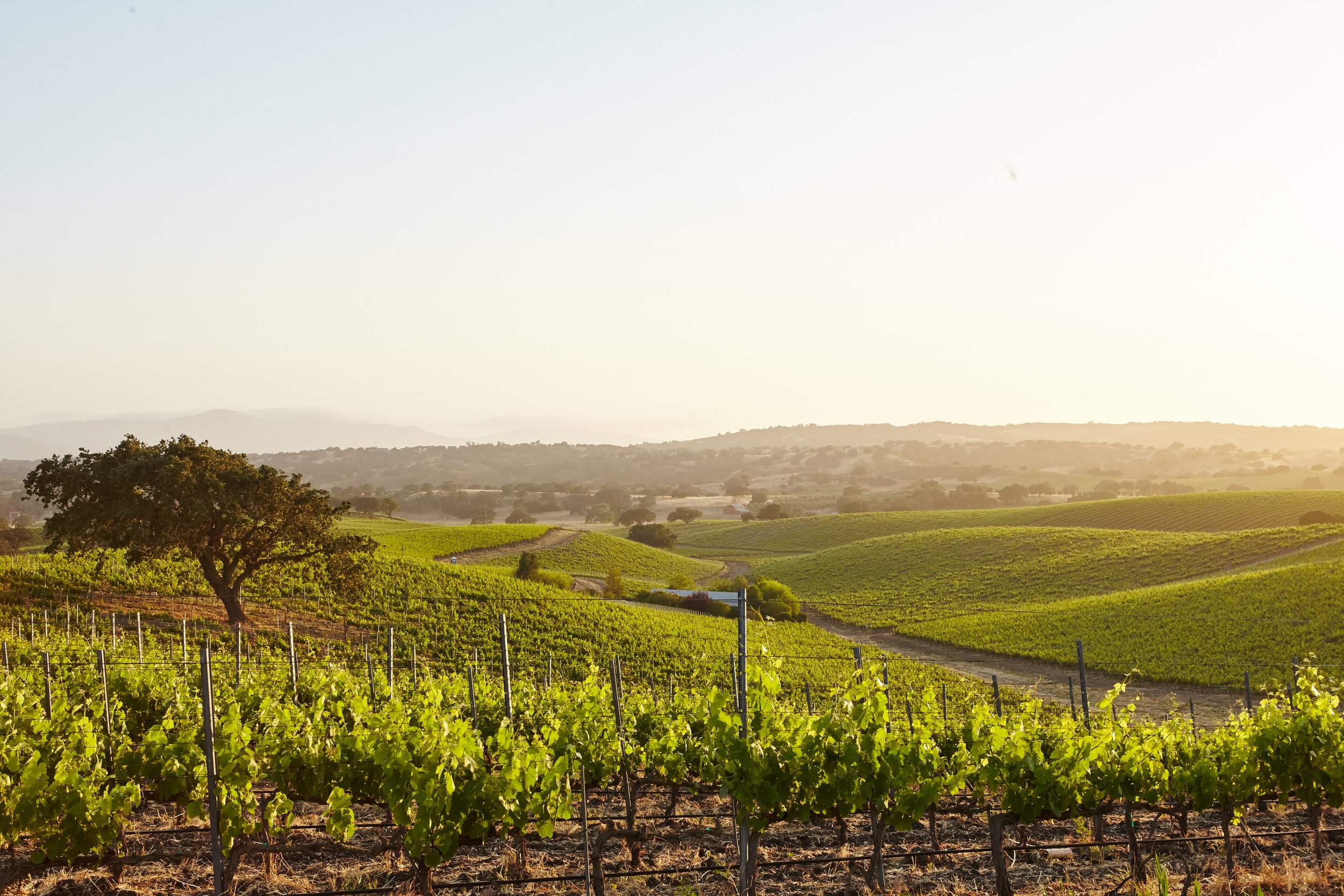 Los Olivos