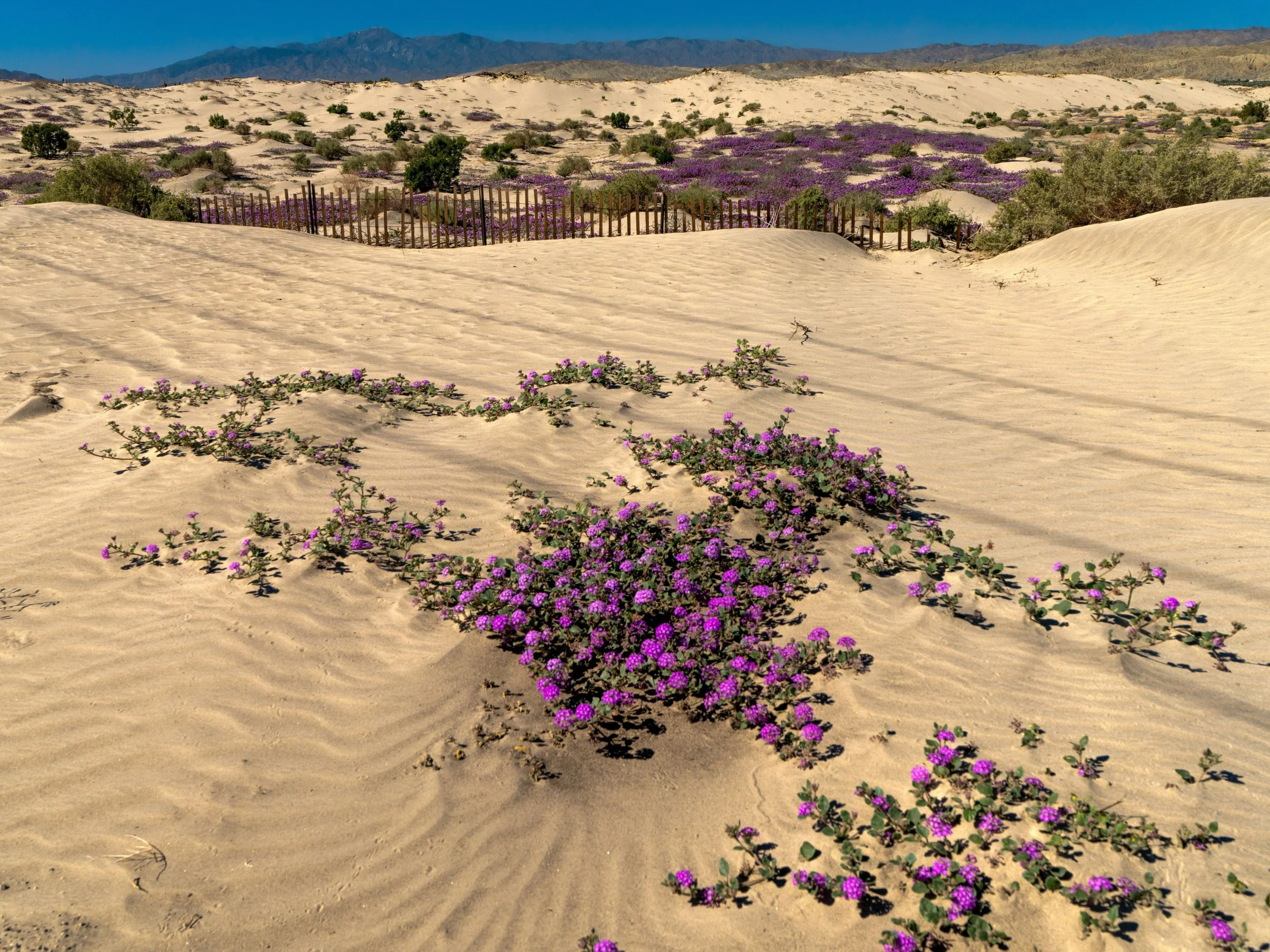 Bermuda Dunes